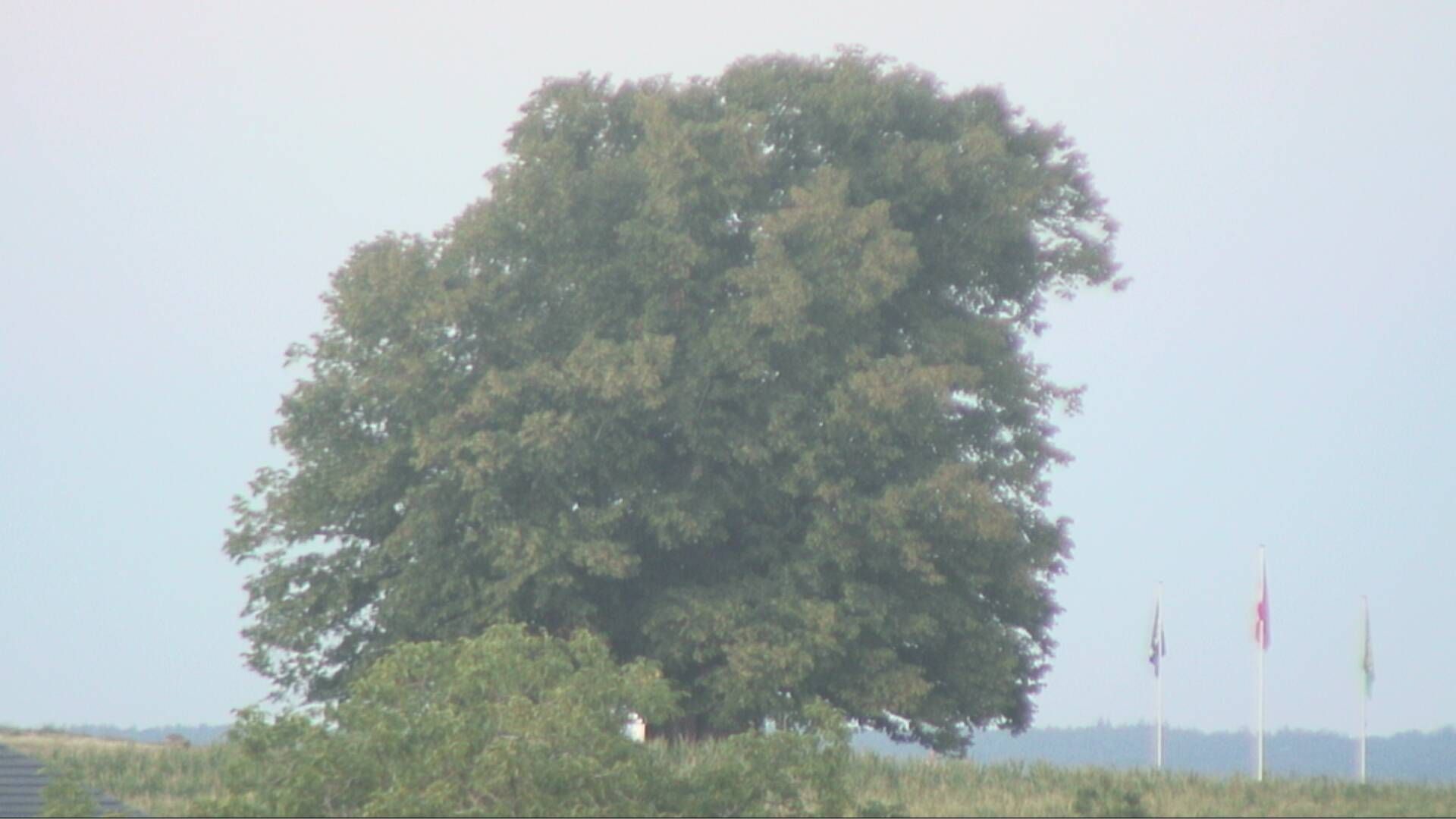 Bözberg: Büntacher › Nordosten: the Lime Tree at Linn