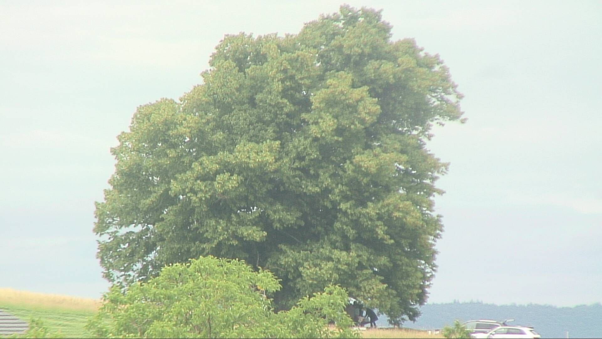 Bözberg: Büntacher › Nordosten: the Lime Tree at Linn
