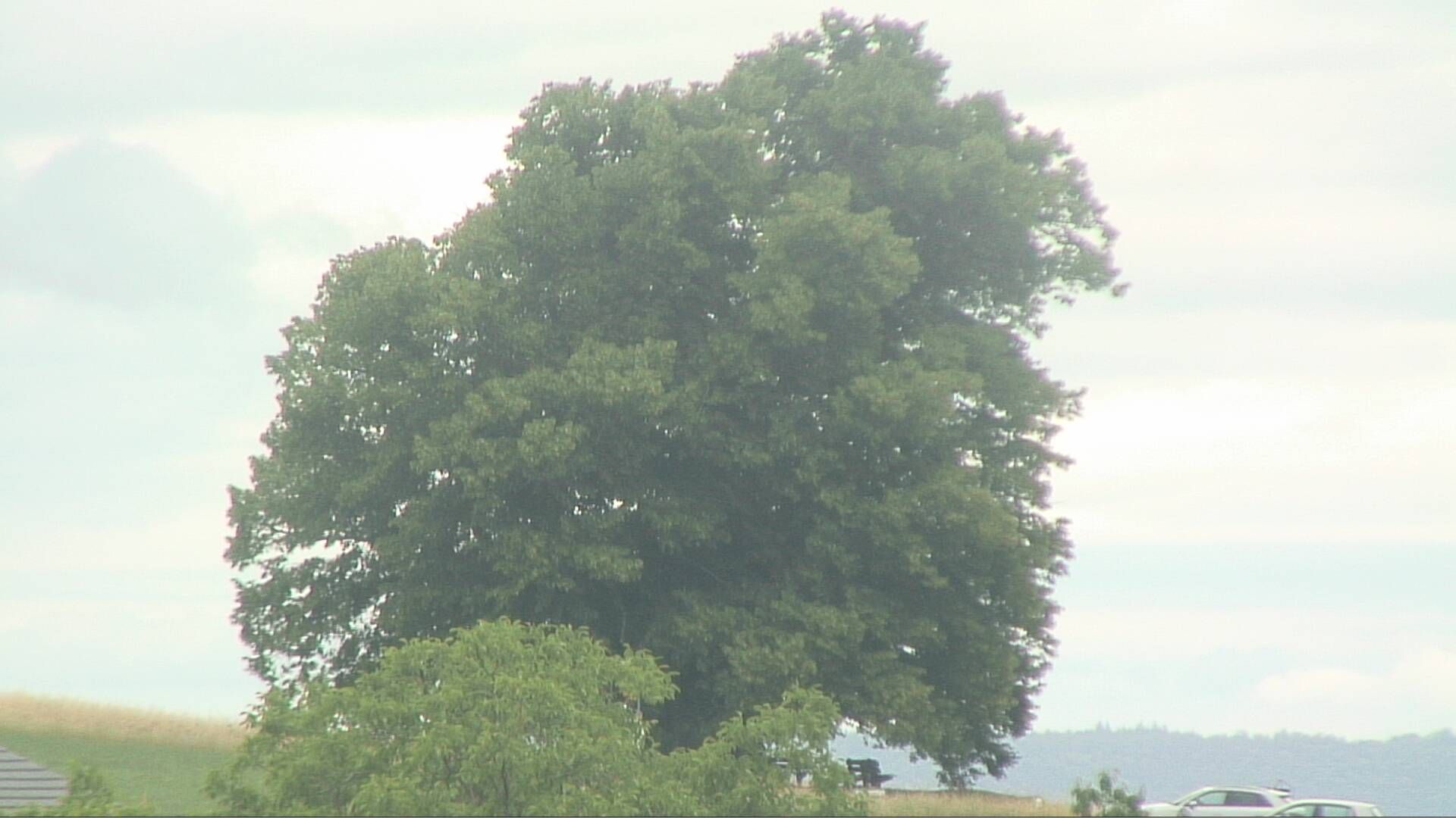 Bözberg: Büntacher › Nordosten: the Lime Tree at Linn