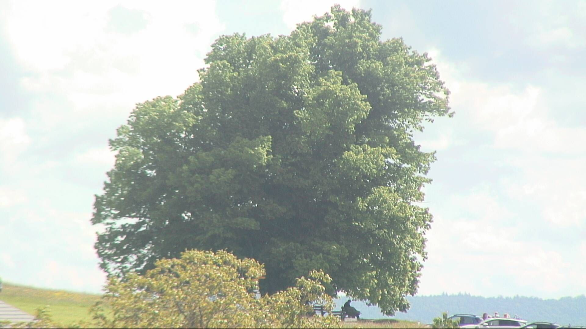 Bözberg: Büntacher › Nordosten: the Lime Tree at Linn