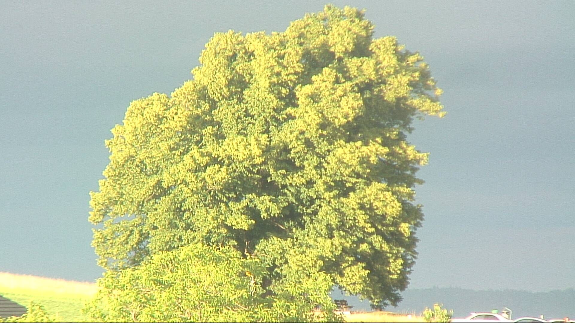 Bözberg: Büntacher › Nordosten: the Lime Tree at Linn