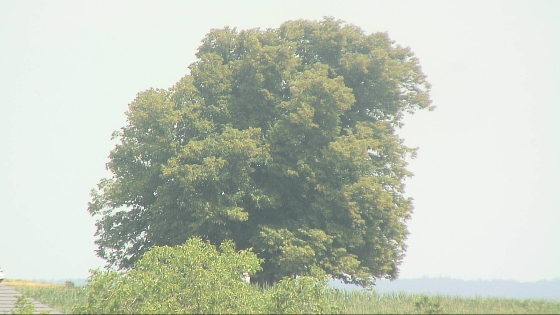 Bözberg: Büntacher › Nordosten: the Lime Tree at Linn