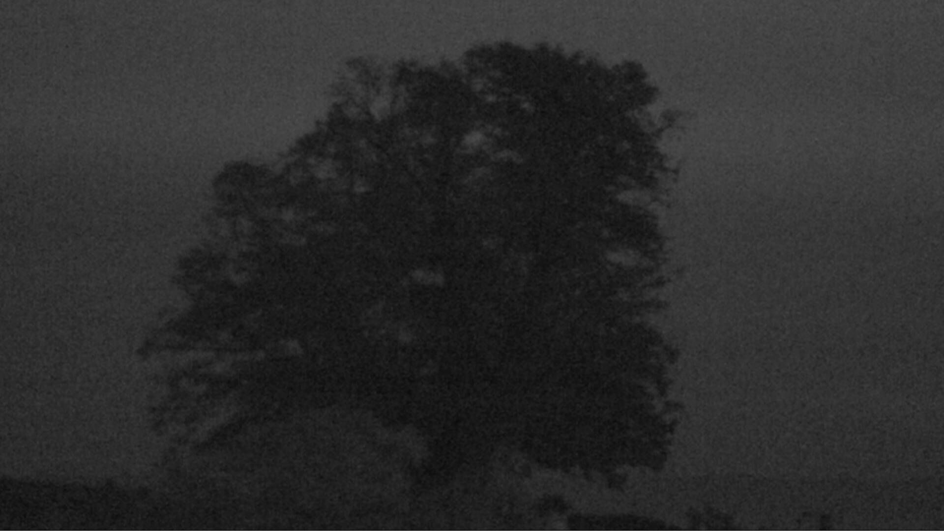 Bözberg: Büntacher › Nordosten: the Lime Tree at Linn