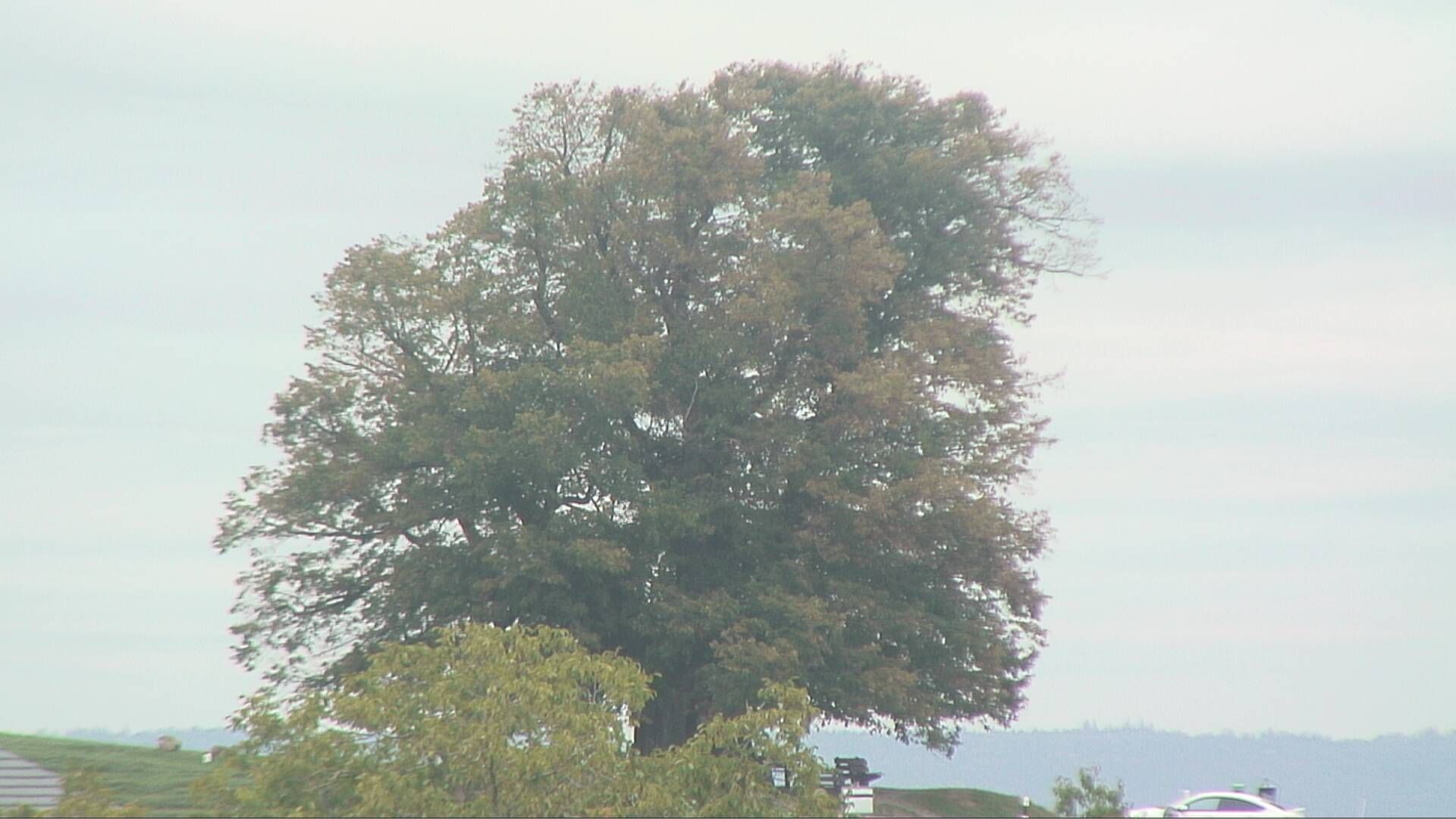 Bözberg: Büntacher › Nordosten: the Lime Tree at Linn