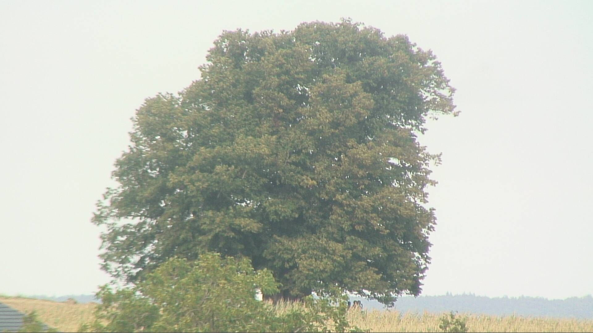 Bözberg: Büntacher › Nordosten: the Lime Tree at Linn