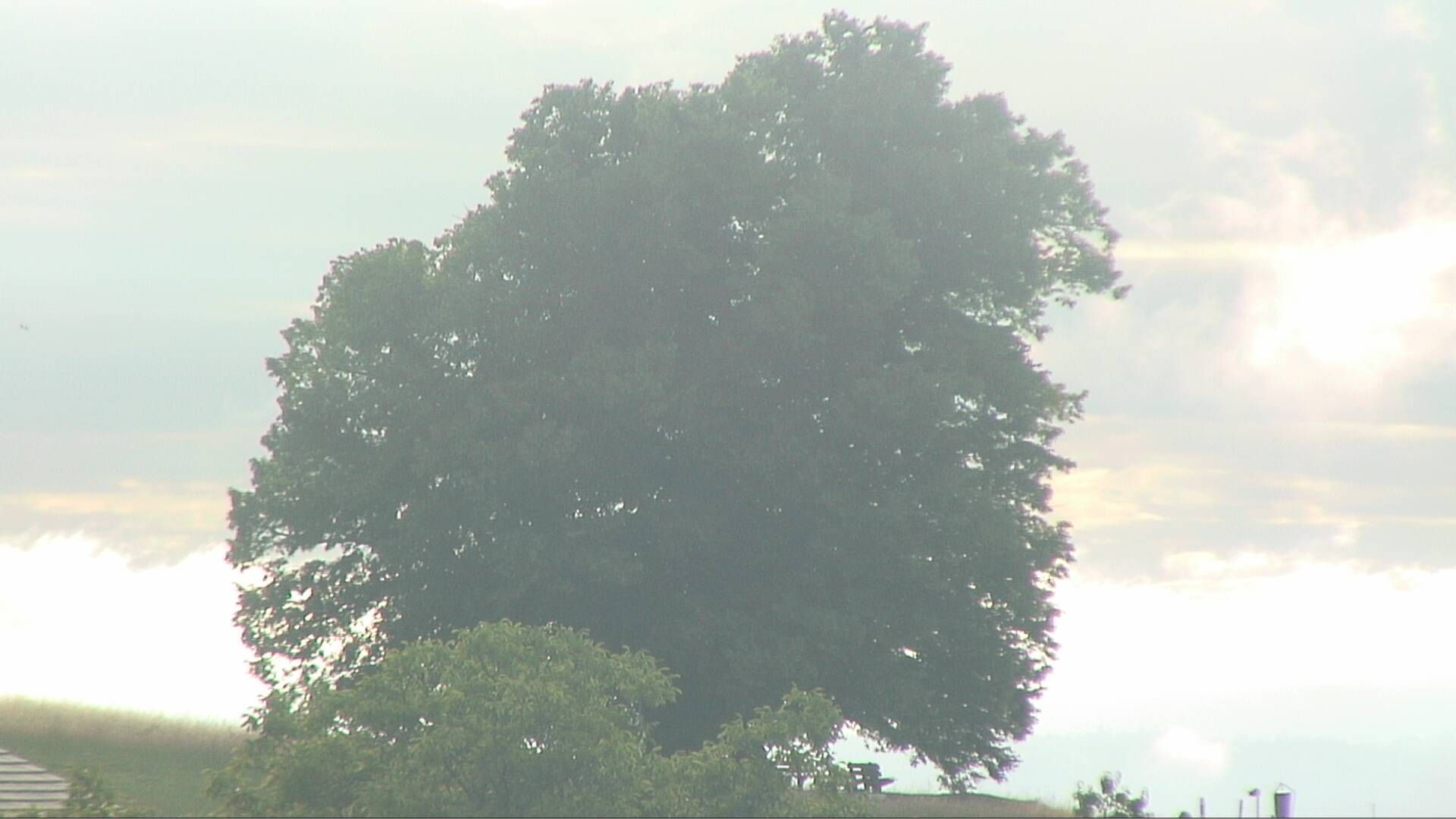 Bözberg: Büntacher › Nordosten: the Lime Tree at Linn