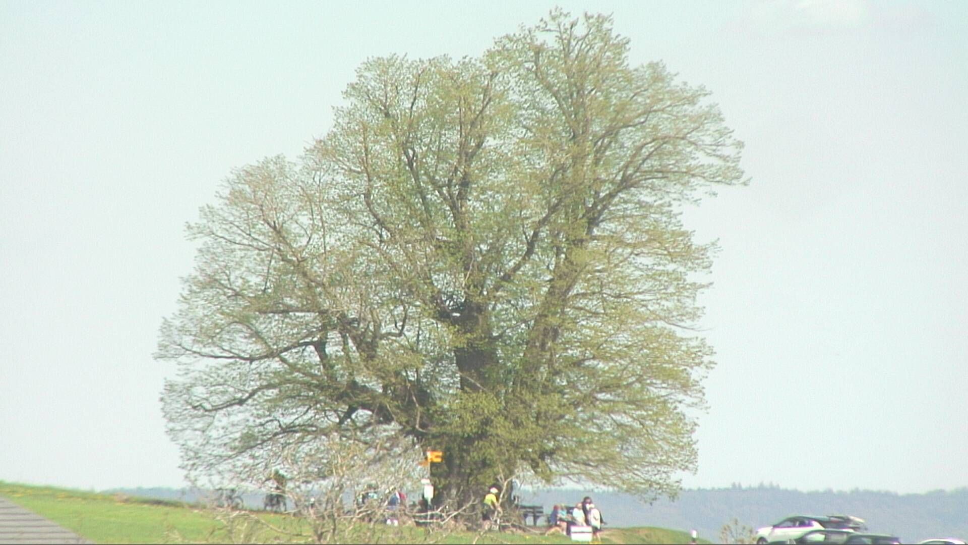 Bözberg: Büntacher: Linn - Schweiz: Die Linde von Linn (Linner Linde)