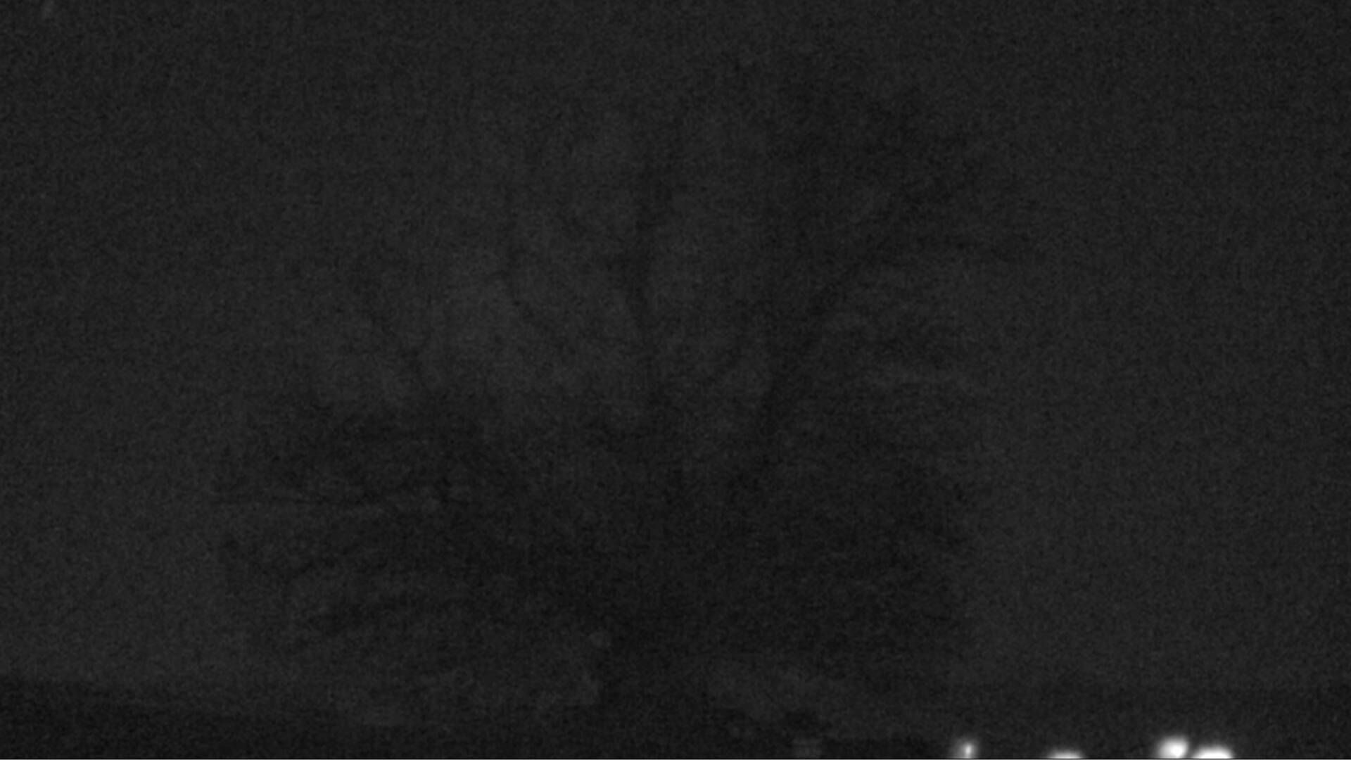 Bözberg: Büntacher: Linn - Schweiz: Die Linde von Linn (Linner Linde)