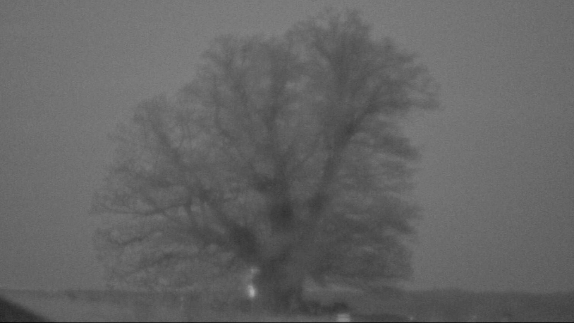 Bözberg: Büntacher: Linn - Schweiz: Die Linde von Linn (Linner Linde)