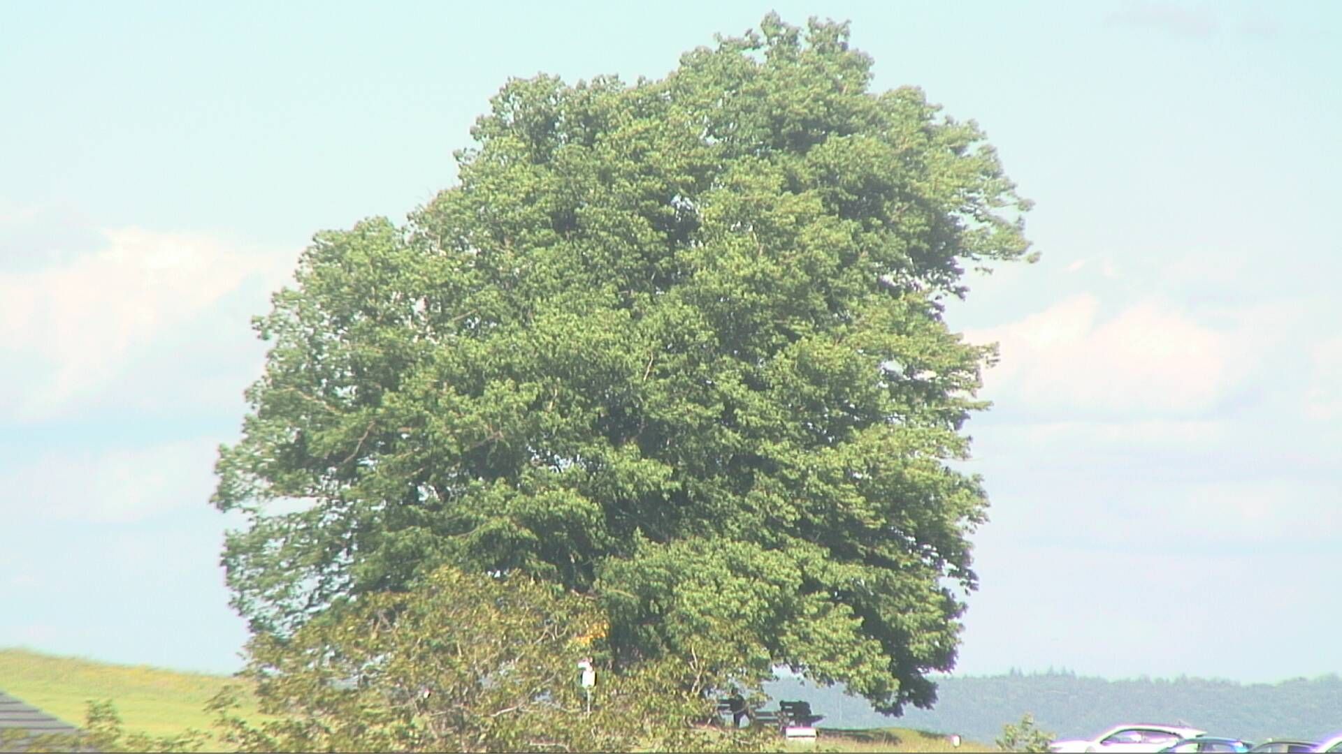 Bözberg: Büntacher: Linn - Schweiz: Die Linde von Linn (Linner Linde)