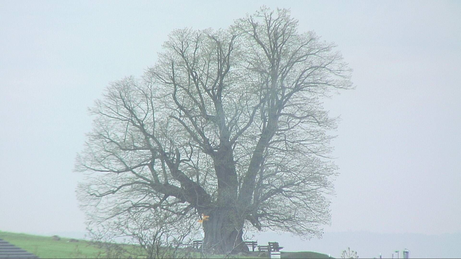Bözberg: Büntacher: Linn - Schweiz: Die Linde von Linn (Linner Linde)