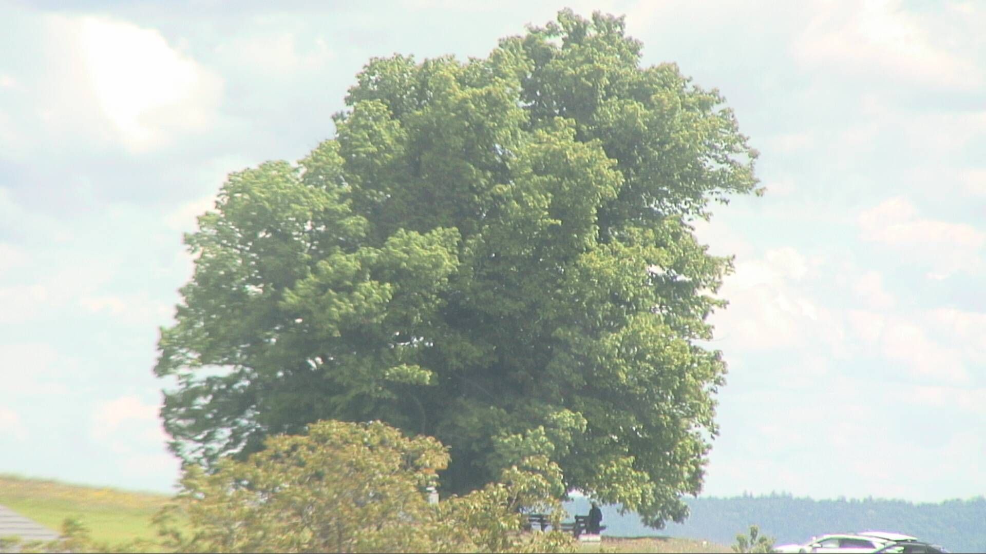 Bözberg: Büntacher › Nordosten: the Lime Tree at Linn