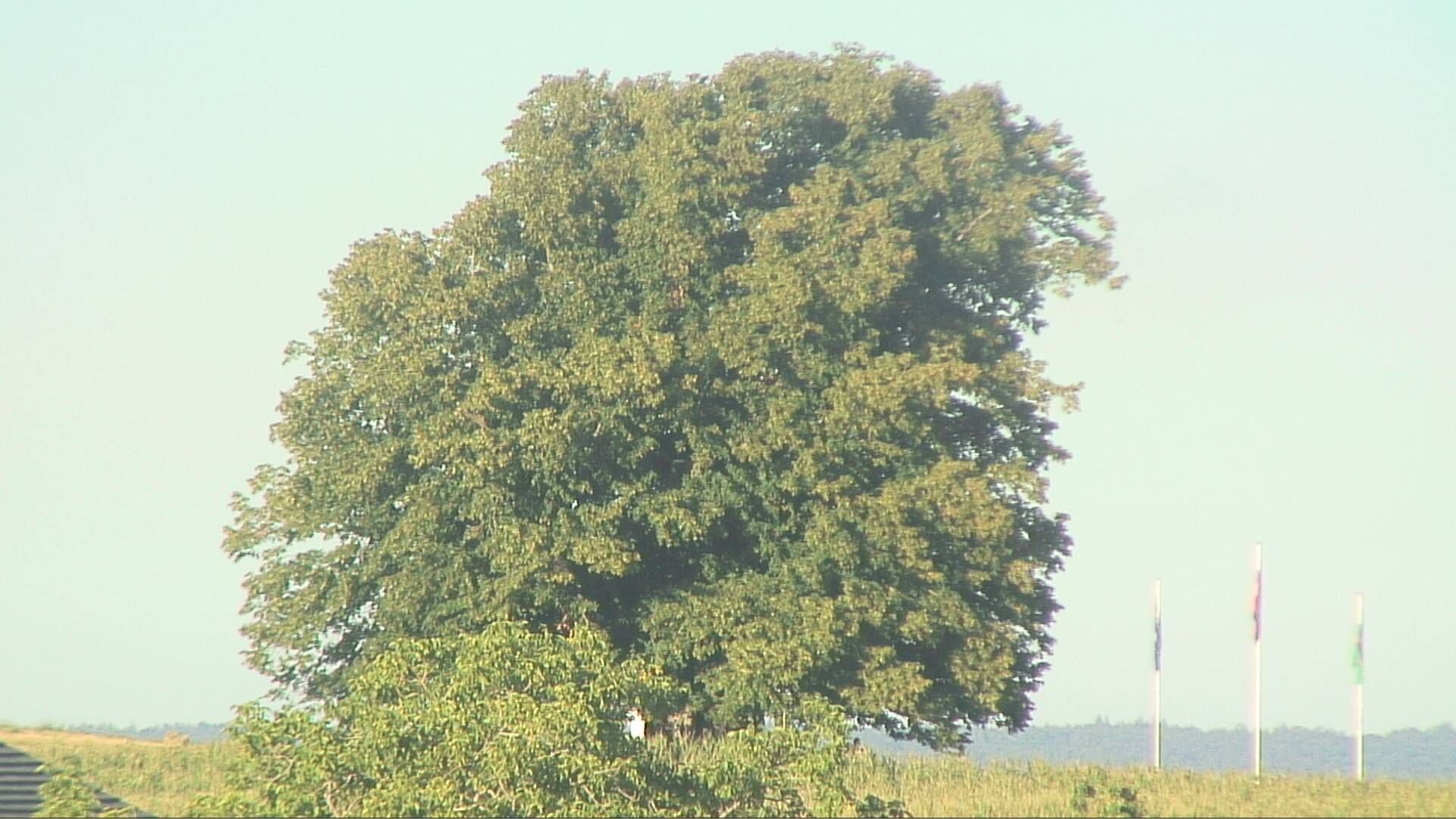 Bözberg: Büntacher › Nordosten: the Lime Tree at Linn