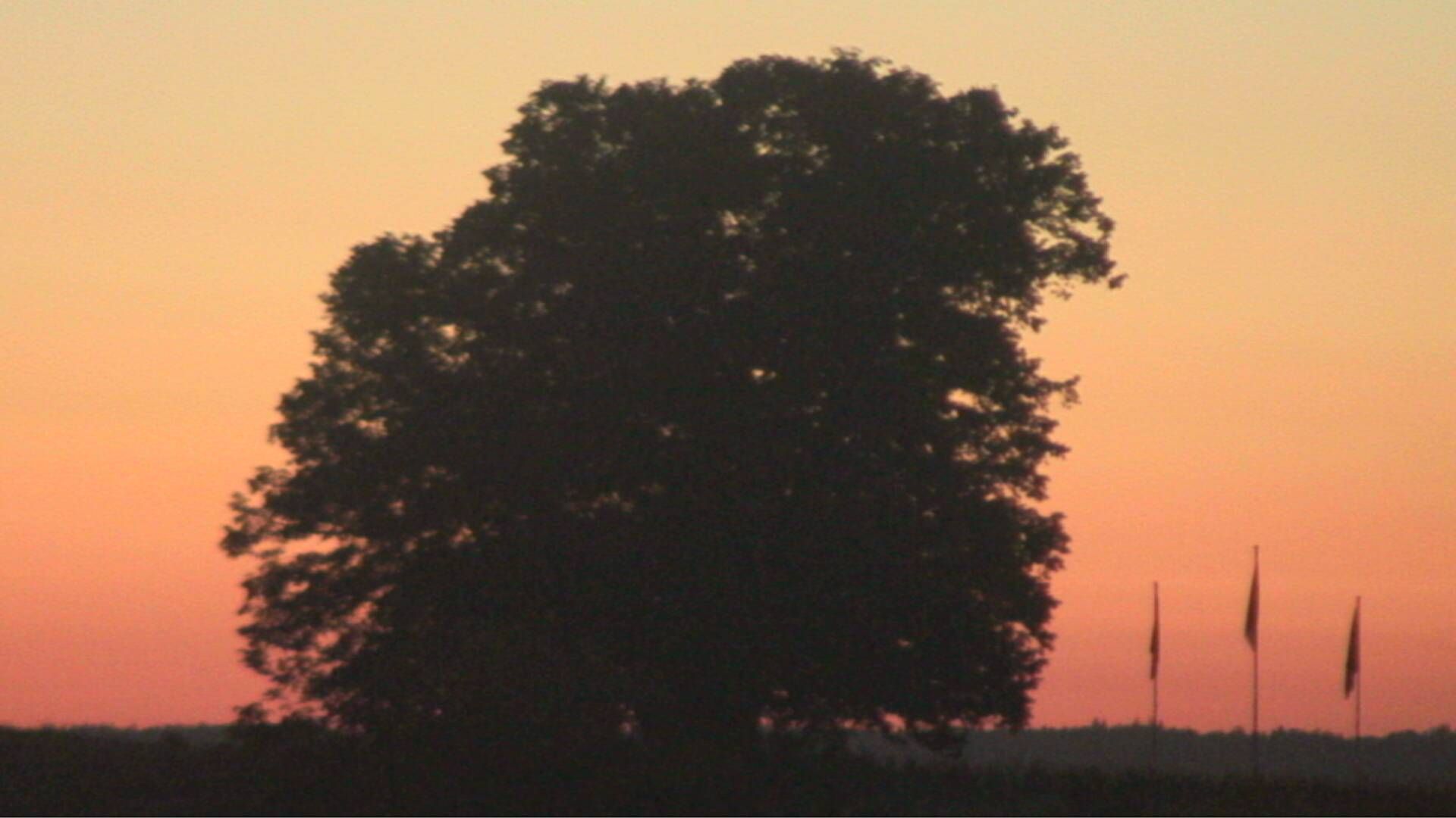 Bözberg: Büntacher › Nordosten: the Lime Tree at Linn