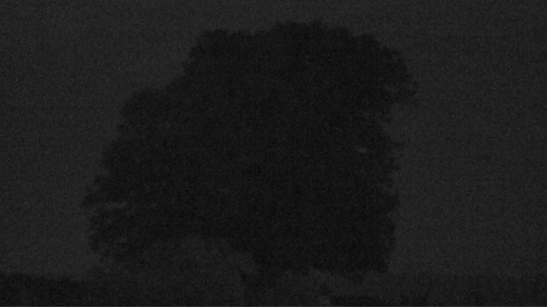 Bözberg: Büntacher › Nordosten: the Lime Tree at Linn