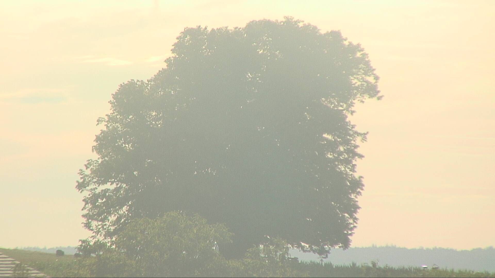 Bözberg: Büntacher › Nordosten: the Lime Tree at Linn