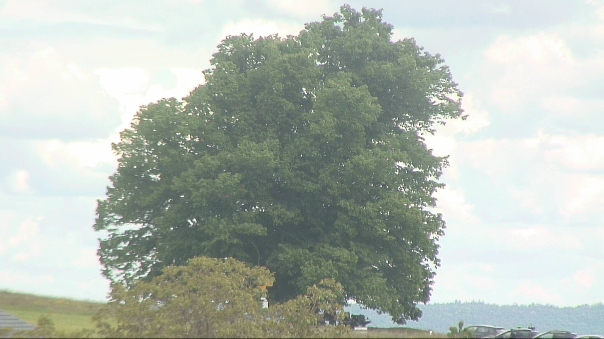 Bözberg: Büntacher › Nordosten: the Lime Tree at Linn