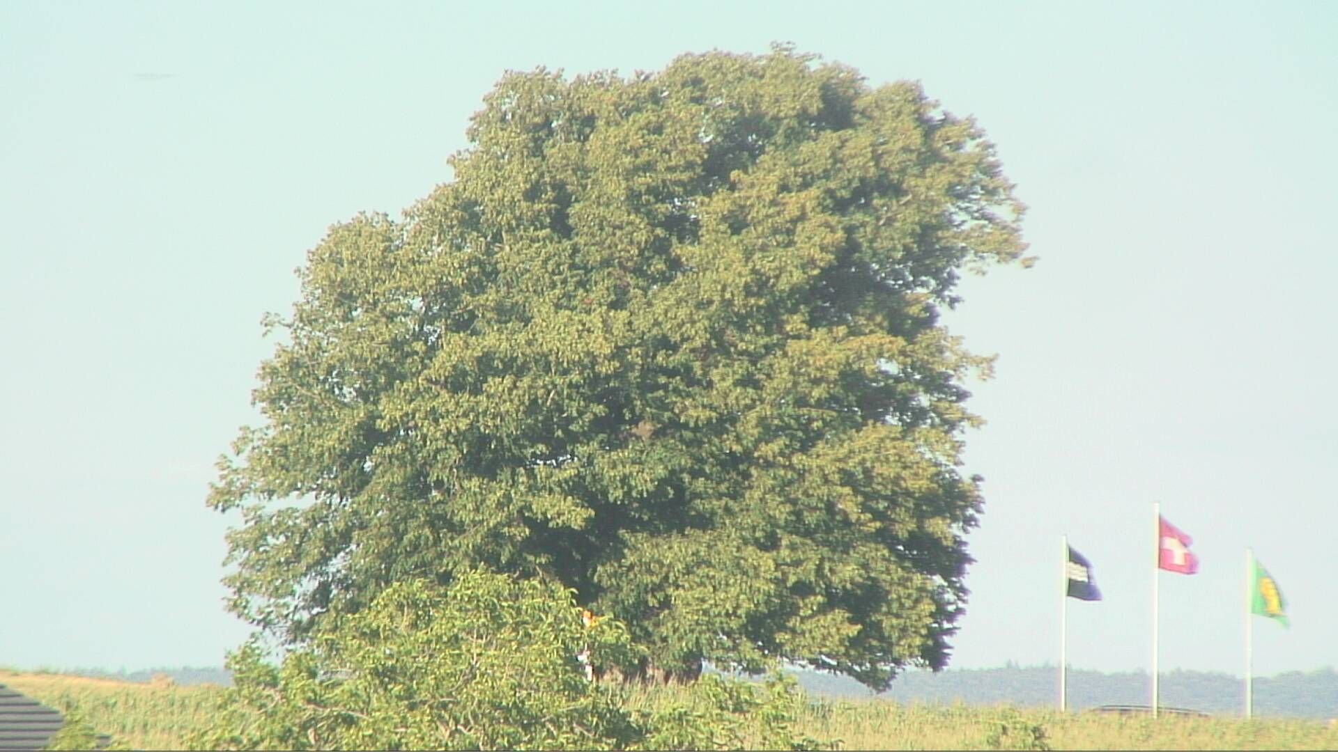 Bözberg: Büntacher › Nordosten: the Lime Tree at Linn