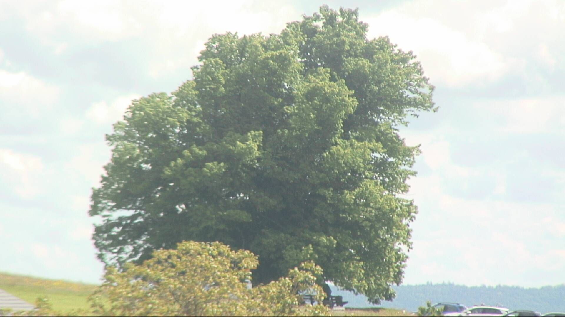 Bözberg: Büntacher › Nordosten: the Lime Tree at Linn