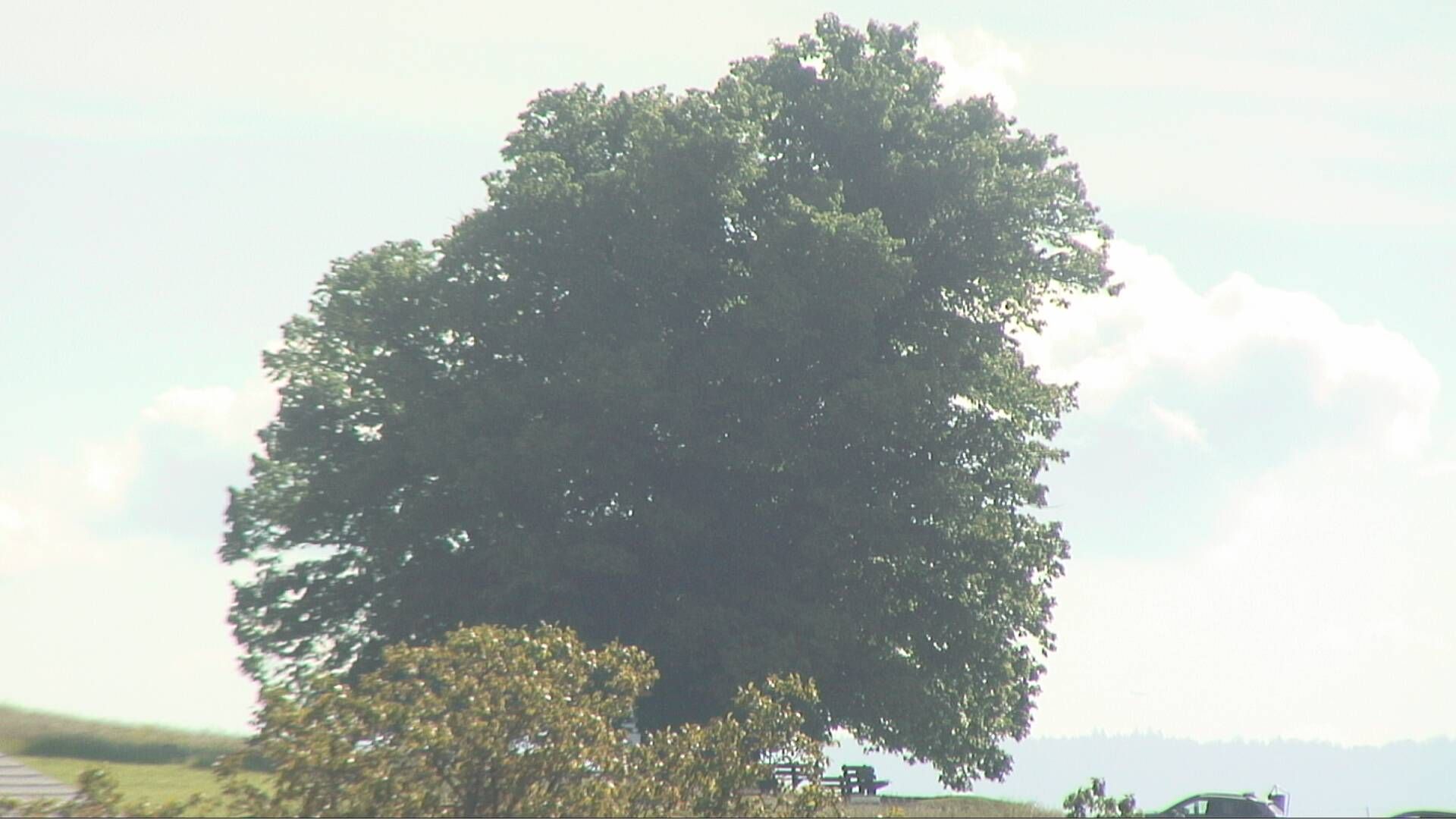 Bözberg: Büntacher › Nordosten: the Lime Tree at Linn