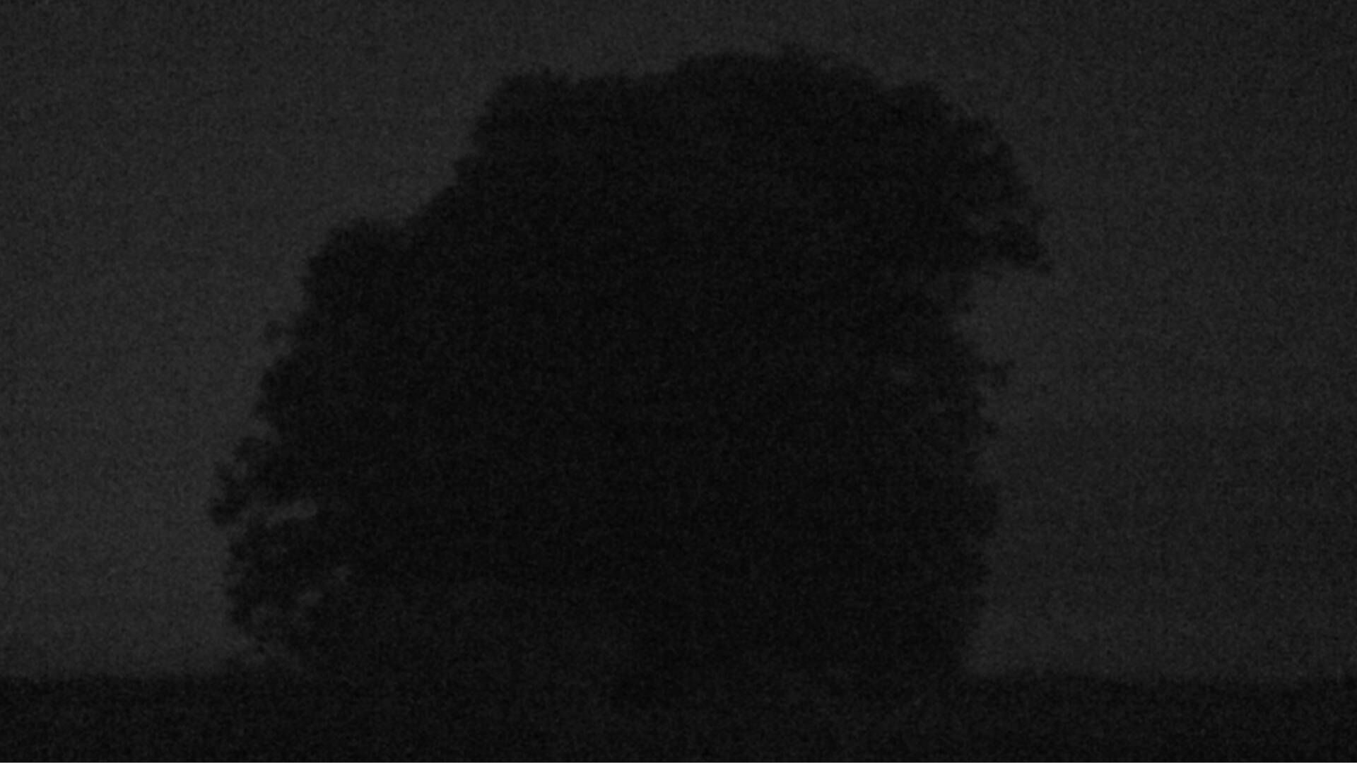 Bözberg: Büntacher › Nordosten: the Lime Tree at Linn