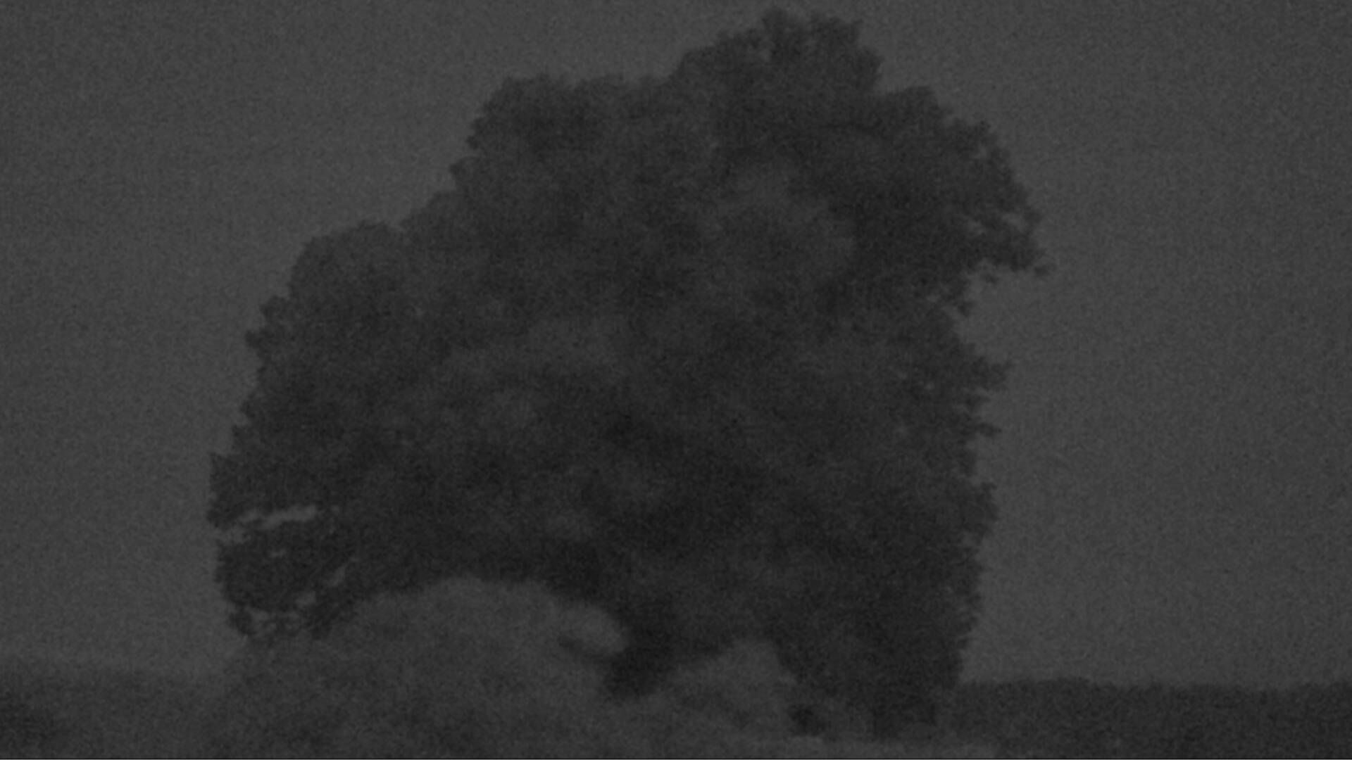 Bözberg: Büntacher › Nordosten: the Lime Tree at Linn