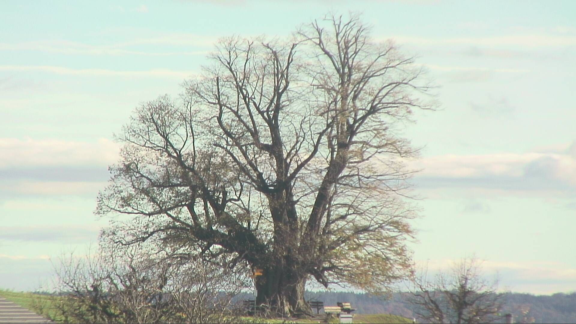Büntacher: Linn - Die Linde von Linn (Linner Linde)