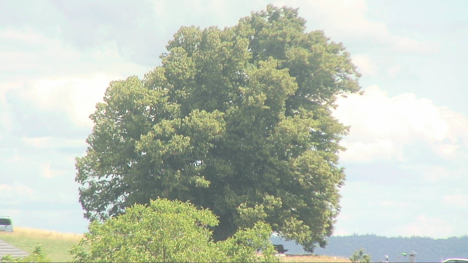 Bözberg: Büntacher › Nordosten: the Lime Tree at Linn