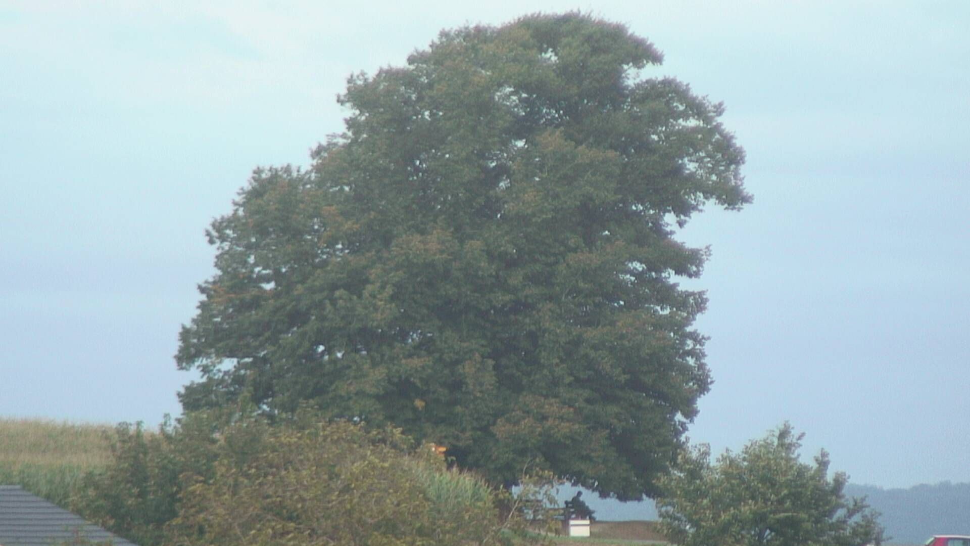 Büntacher: Linn - Die Linde von Linn (Linner Linde)