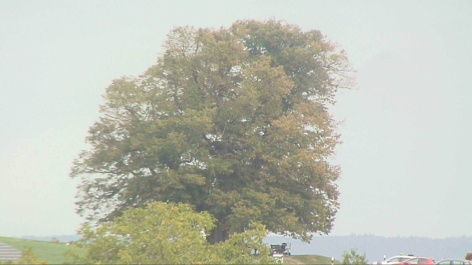 Bözberg: Büntacher › Nordosten: the Lime Tree at Linn