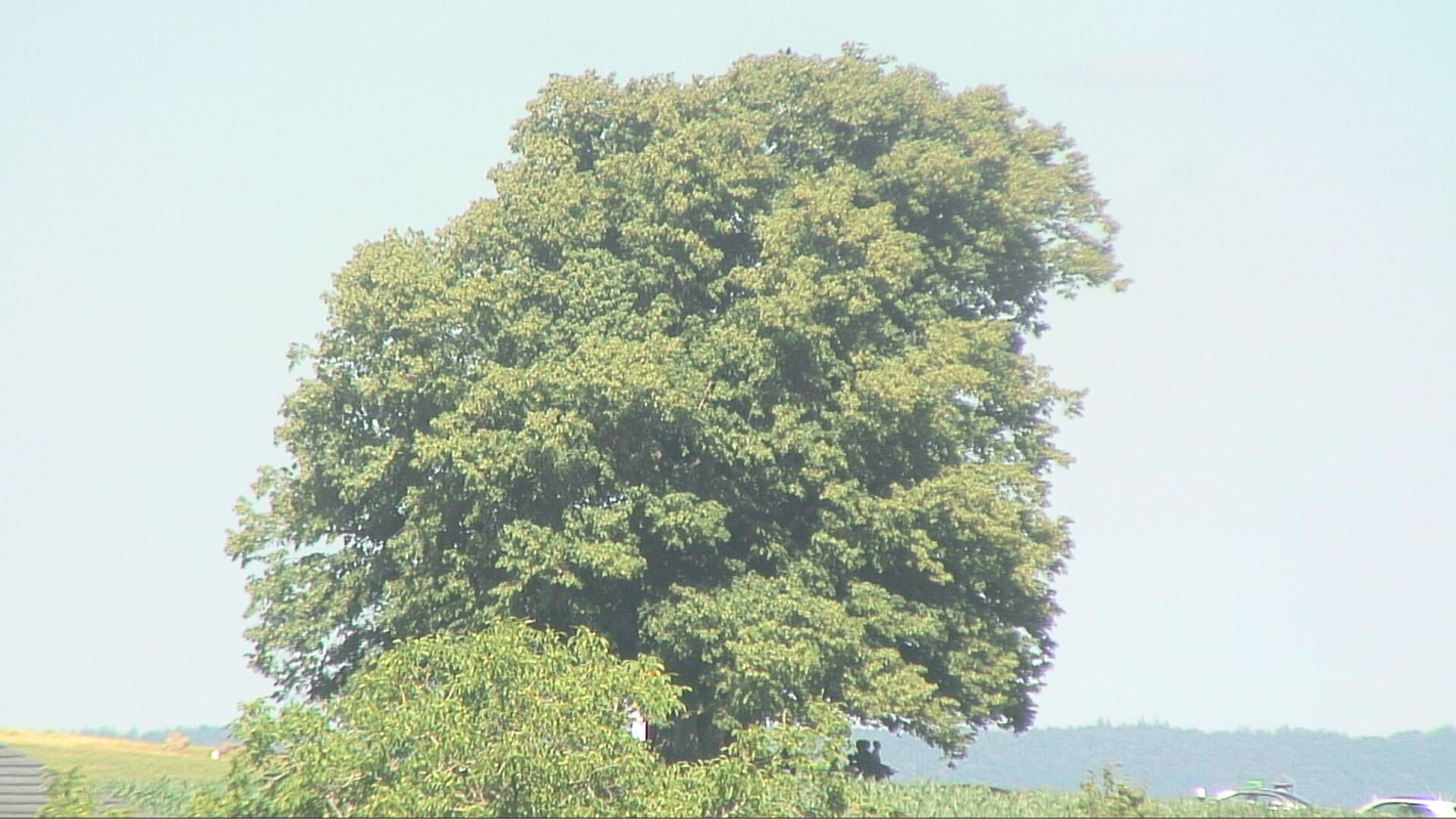 Bözberg: Büntacher › Nordosten: the Lime Tree at Linn