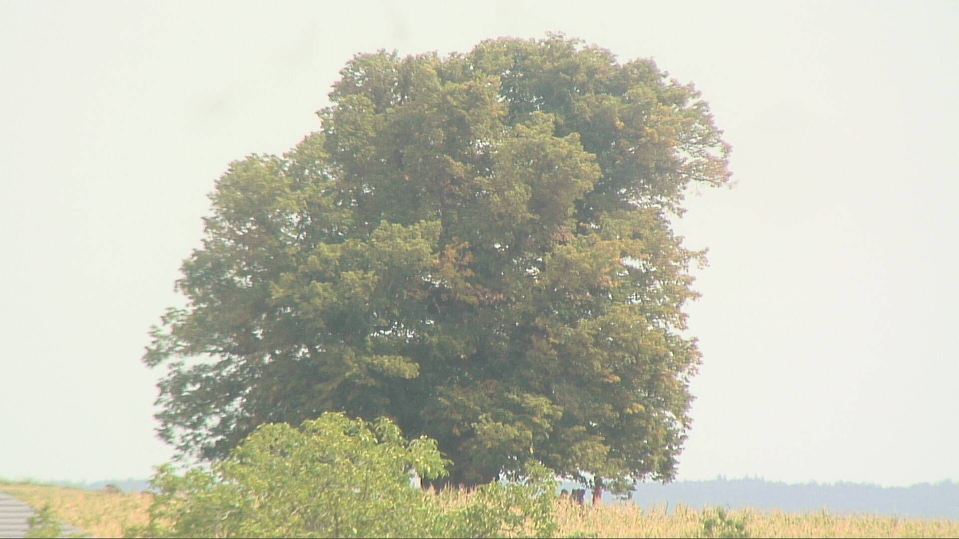 Bözberg: Büntacher › Nordosten: the Lime Tree at Linn