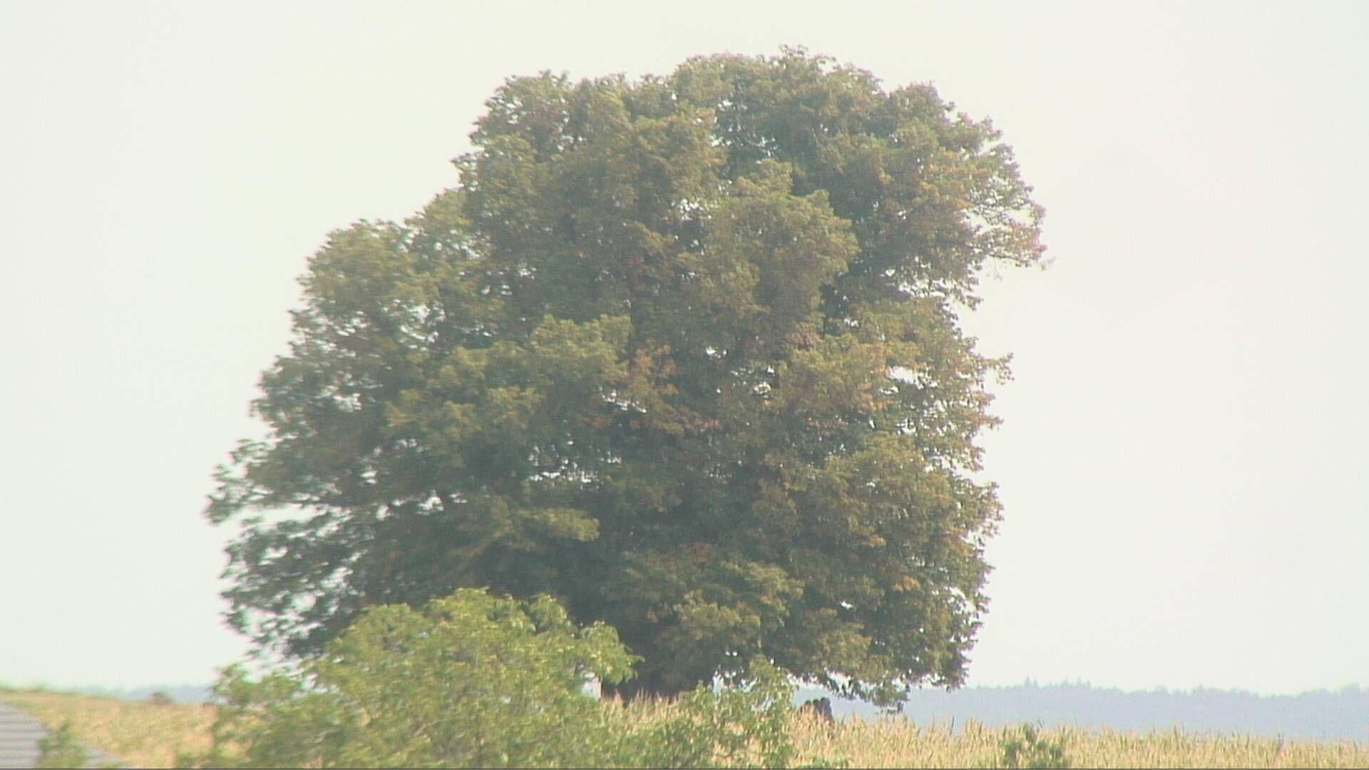 Bözberg: Büntacher › Nordosten: the Lime Tree at Linn