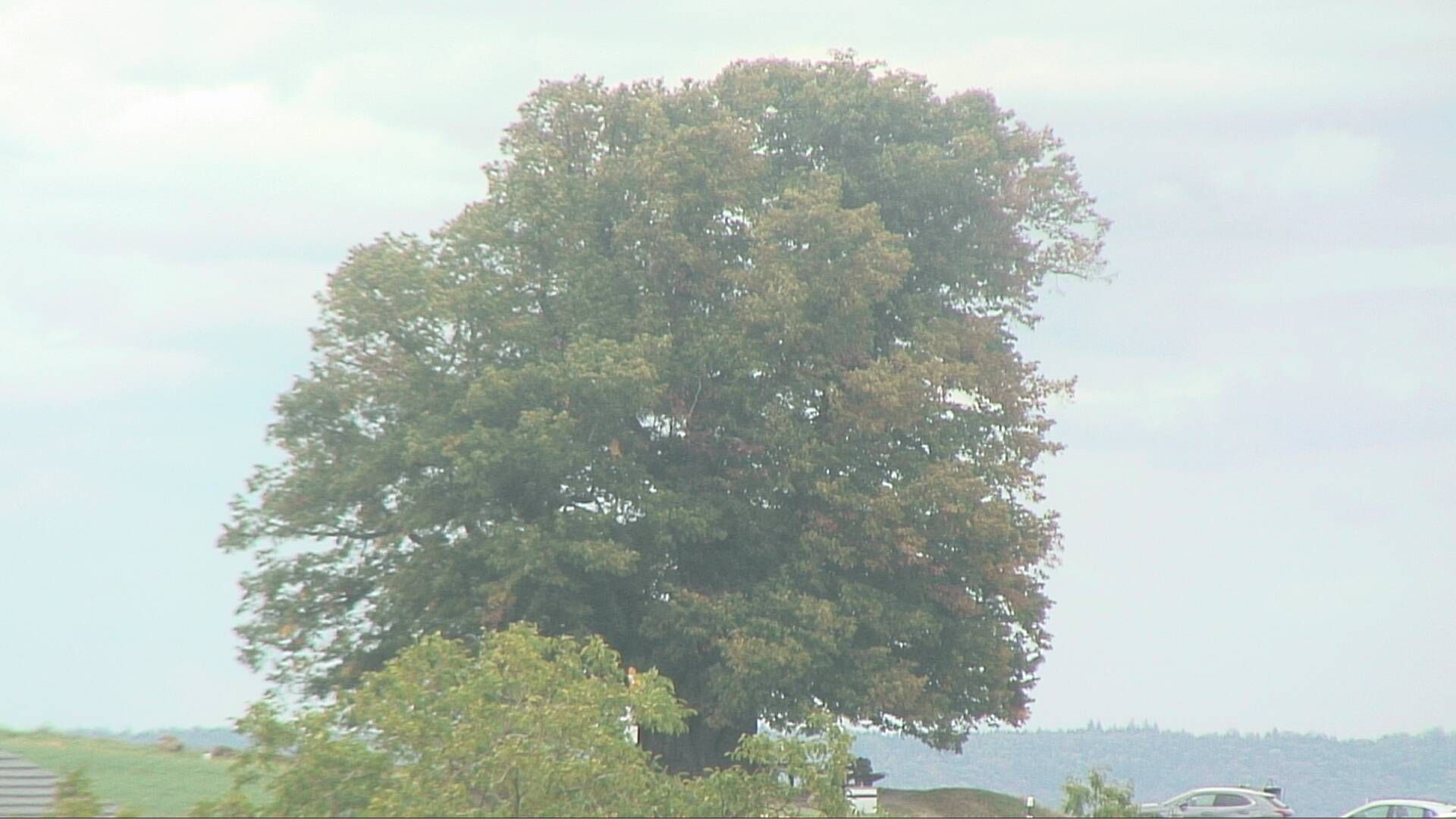 Bözberg: Büntacher › Nordosten: the Lime Tree at Linn