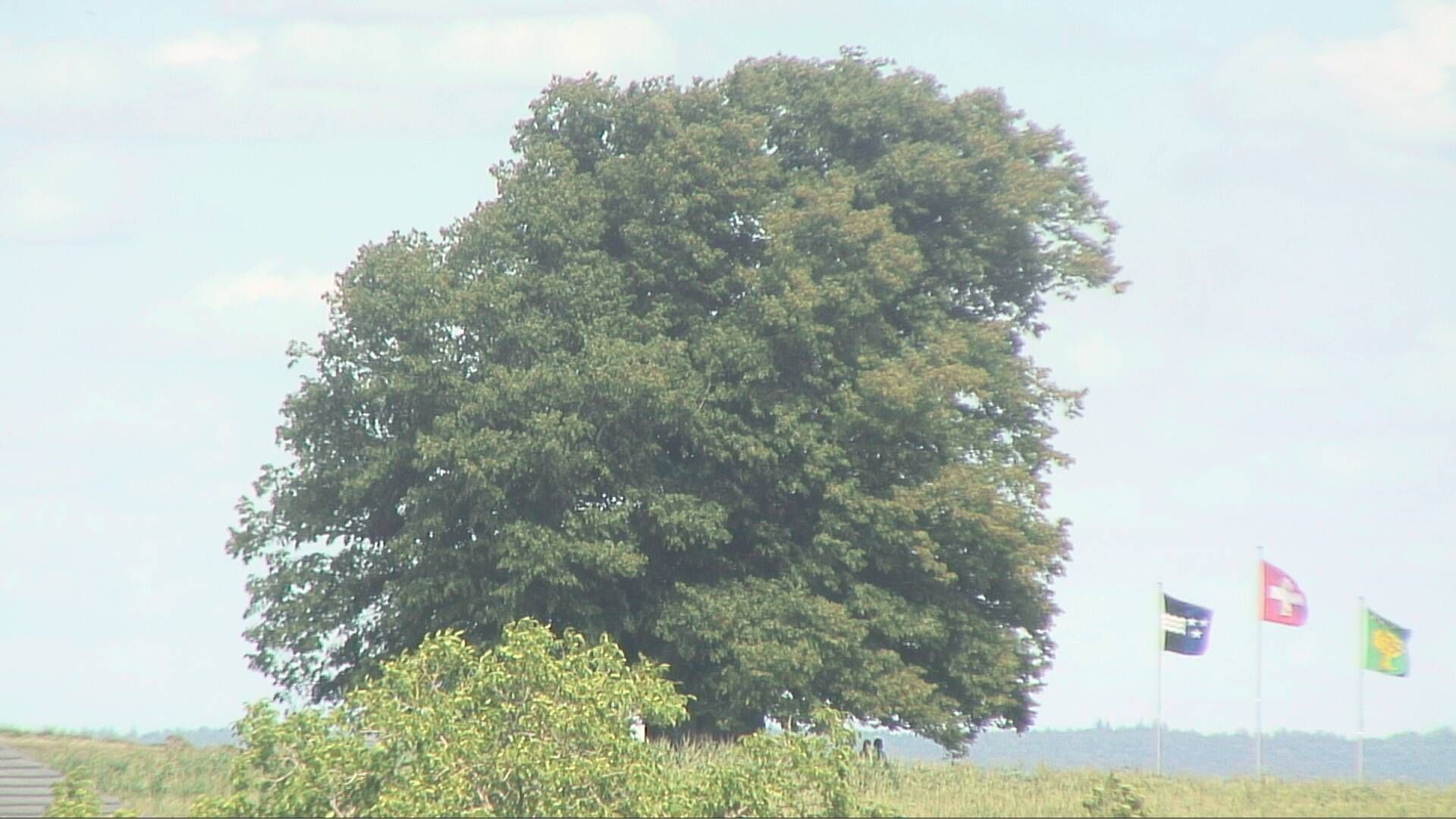 Bözberg: Büntacher › Nordosten: the Lime Tree at Linn