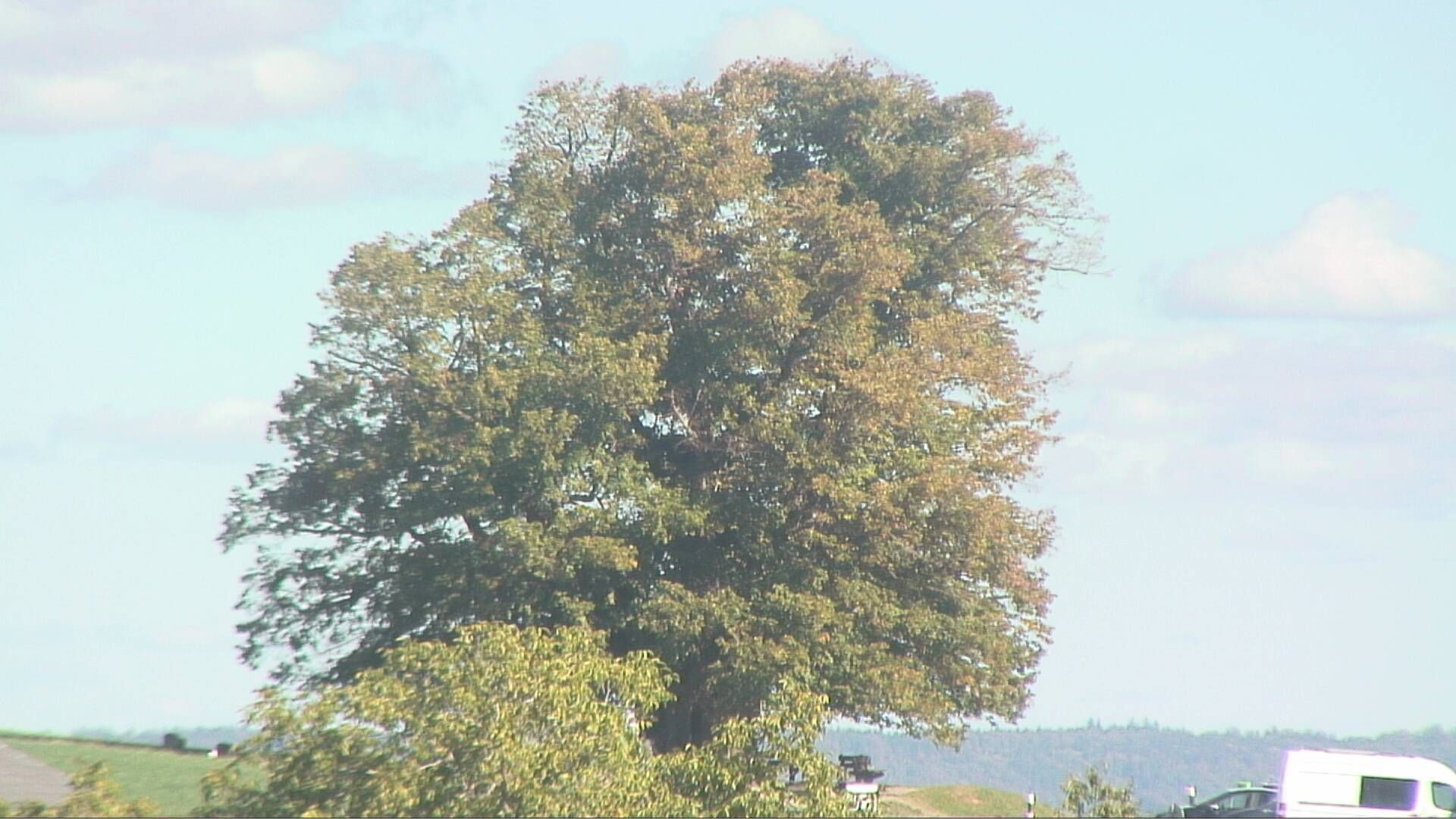 Bözberg: Büntacher › Nordosten: the Lime Tree at Linn