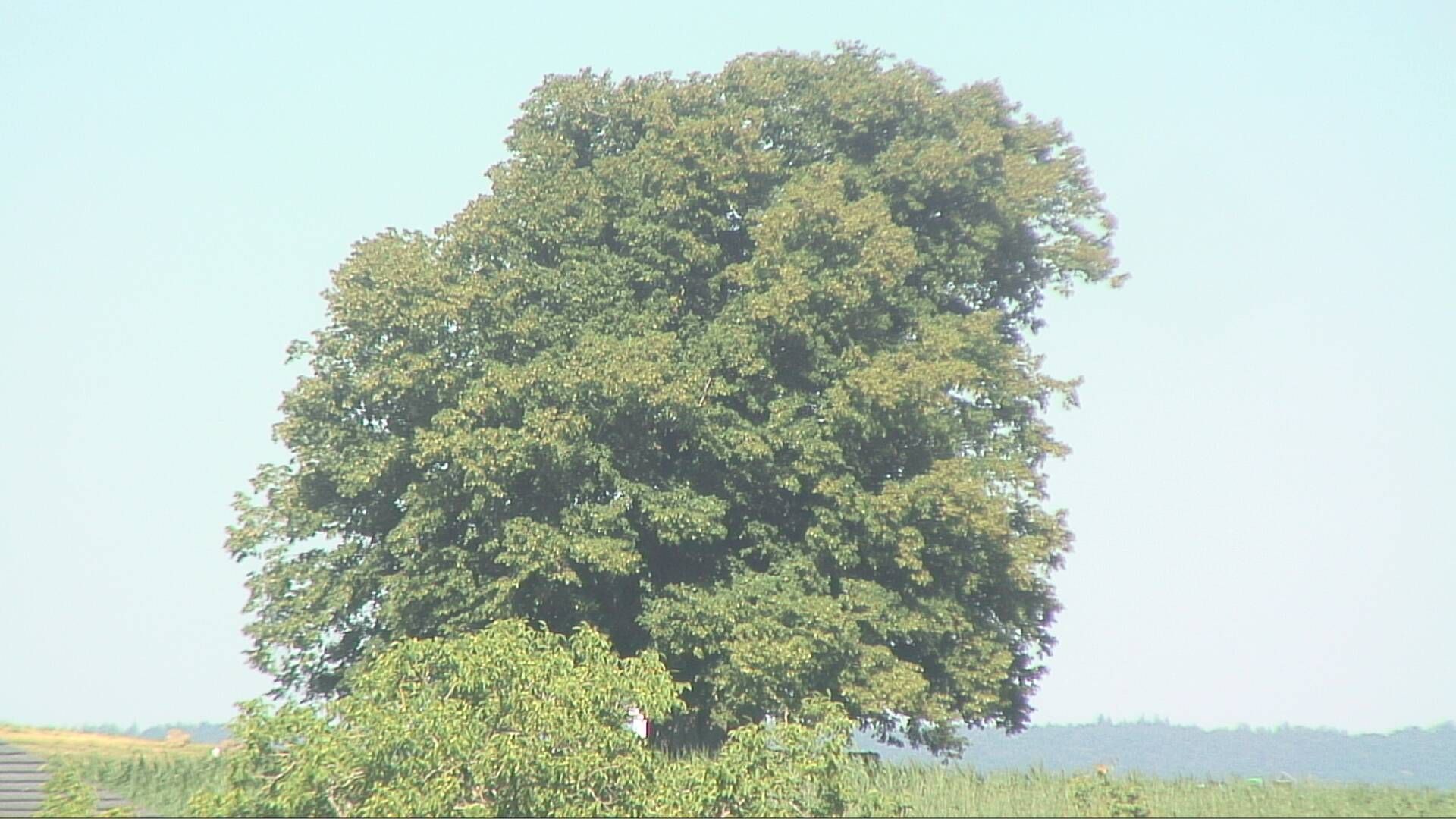 Bözberg: Büntacher › Nordosten: the Lime Tree at Linn