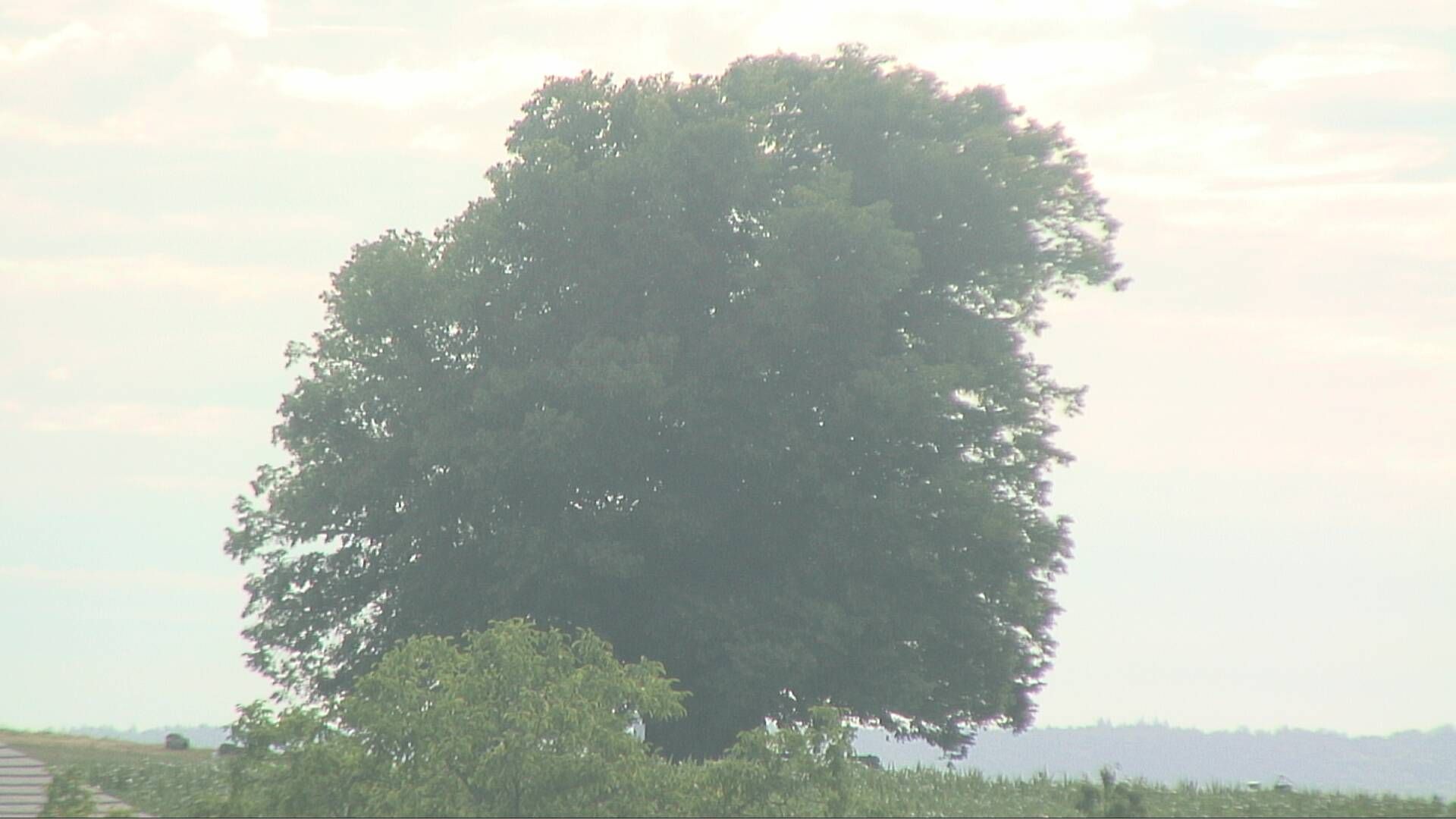 Bözberg: Büntacher › Nordosten: the Lime Tree at Linn