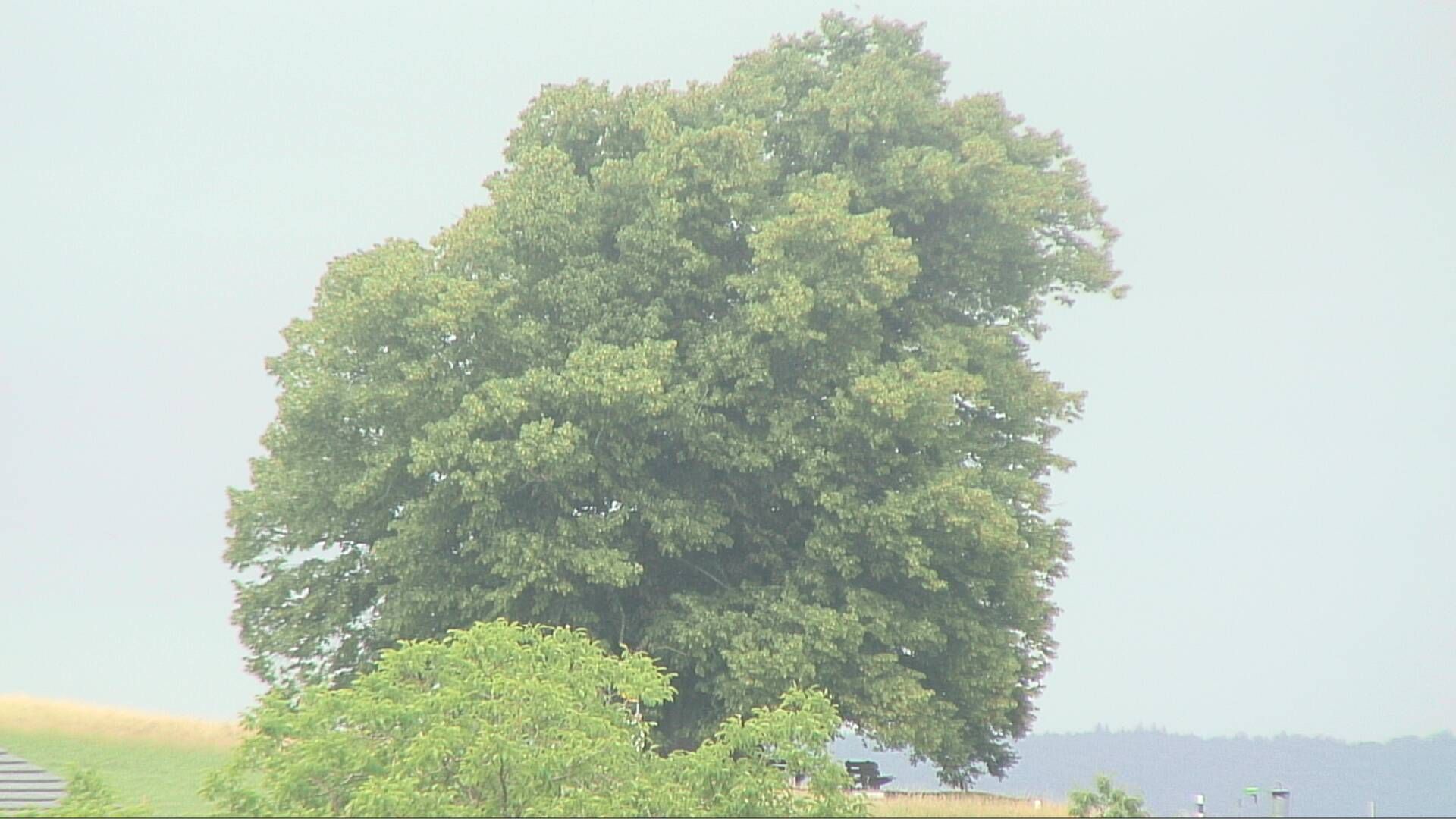 Bözberg: Büntacher › Nordosten: the Lime Tree at Linn