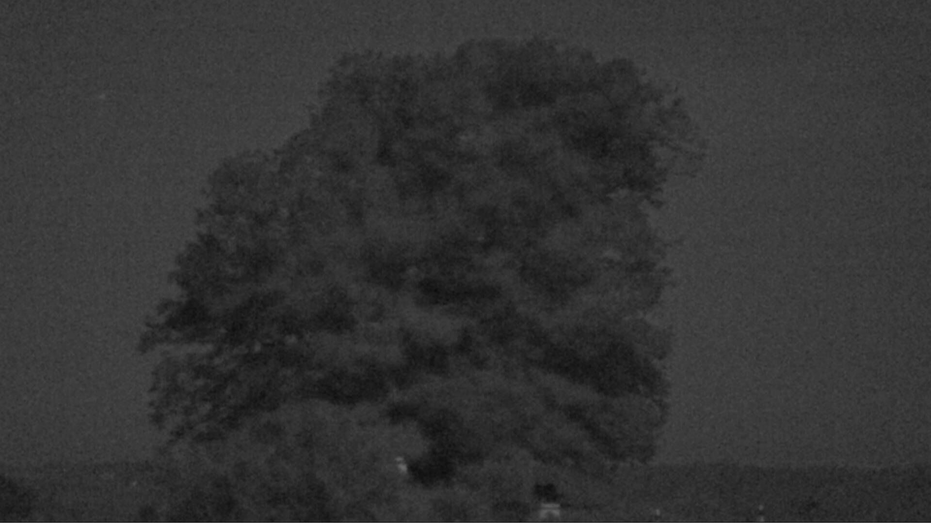Bözberg: Büntacher › Nordosten: the Lime Tree at Linn