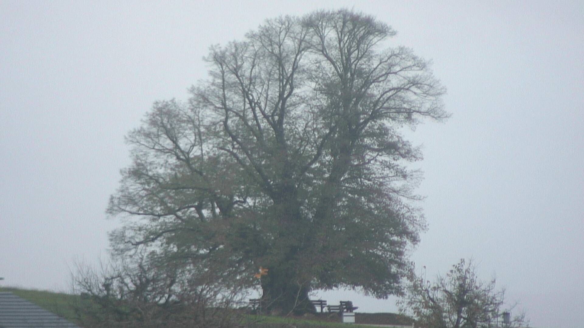 Büntacher: Linn - Die Linde von Linn (Linner Linde)