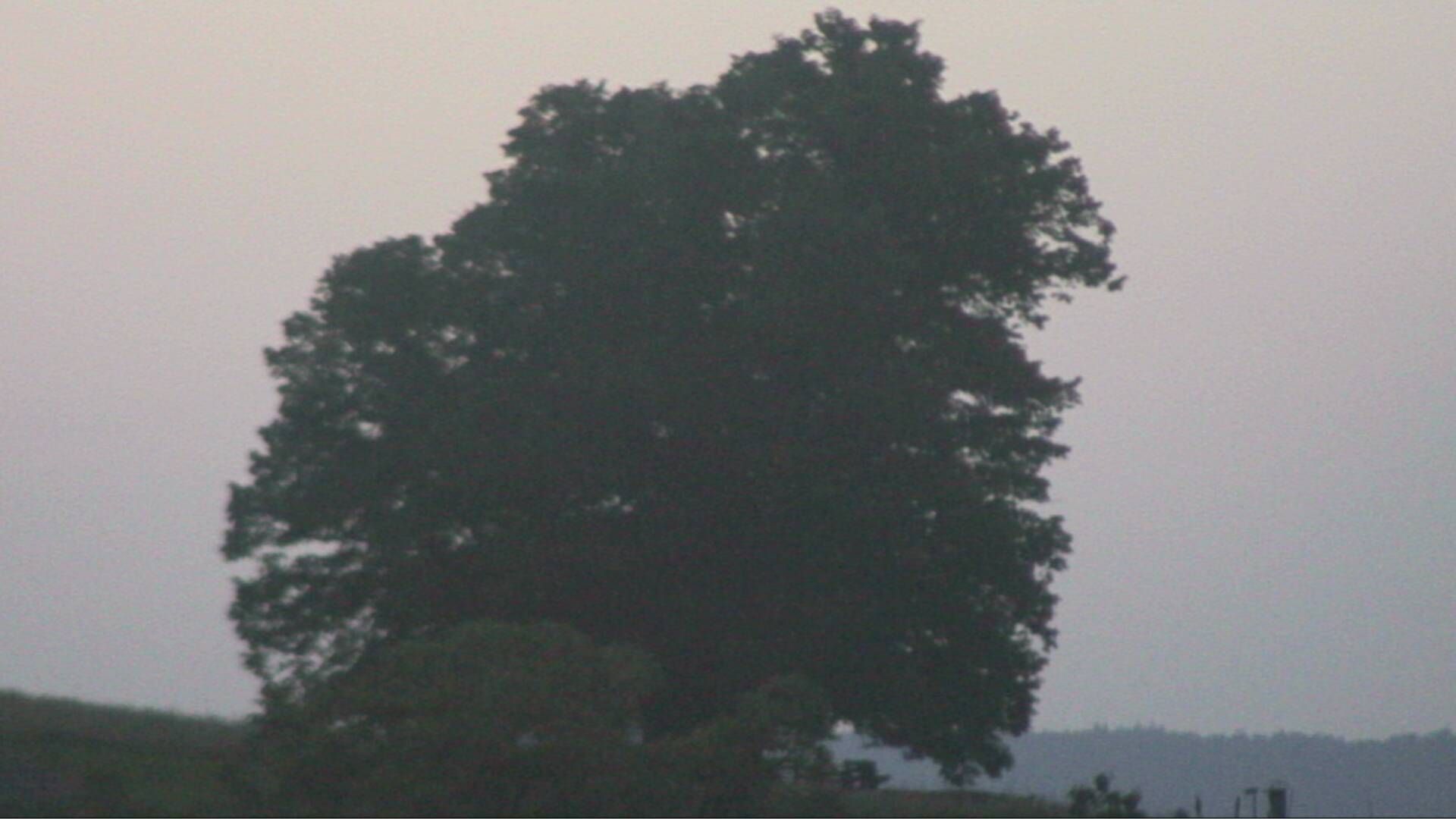 Bözberg: Büntacher › Nordosten: the Lime Tree at Linn