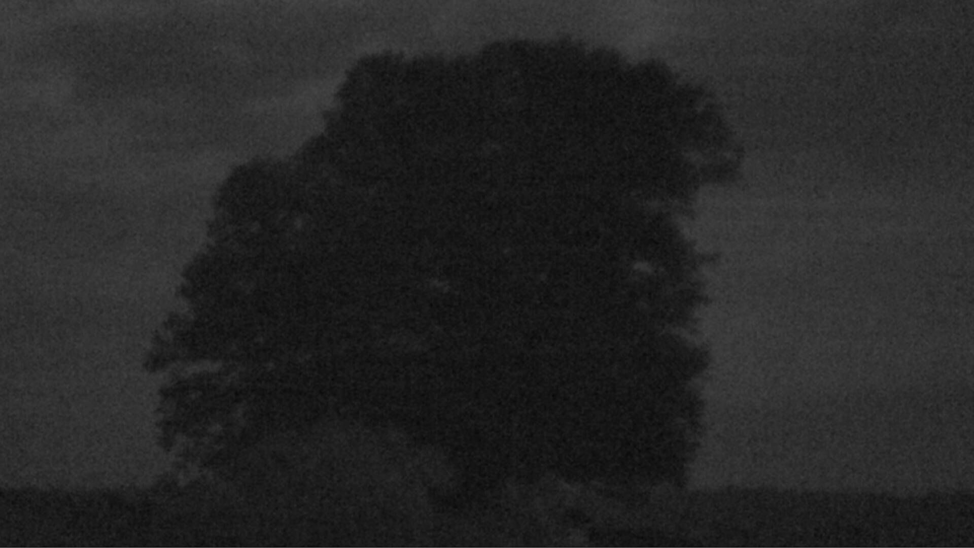 Bözberg: Büntacher › Nordosten: the Lime Tree at Linn
