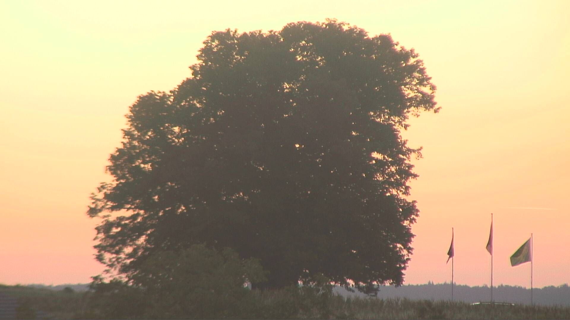 Bözberg: Büntacher › Nordosten: the Lime Tree at Linn