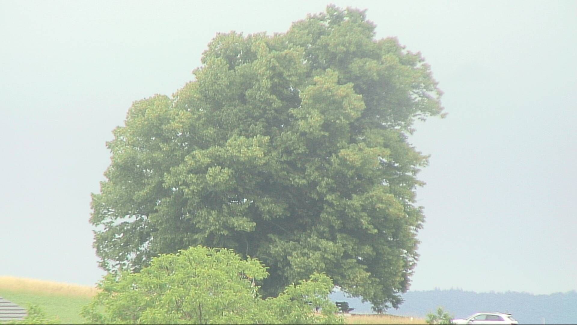 Bözberg: Büntacher › Nordosten: the Lime Tree at Linn
