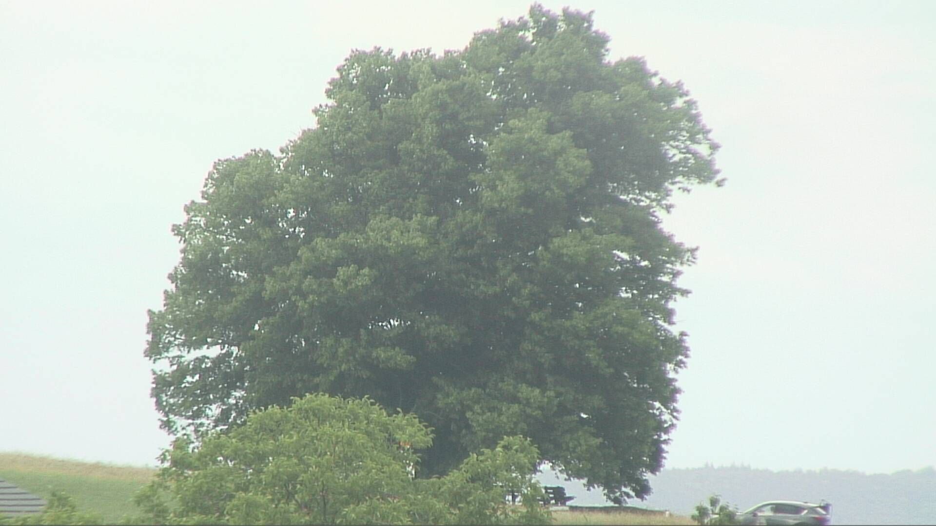 Bözberg: Büntacher › Nordosten: the Lime Tree at Linn