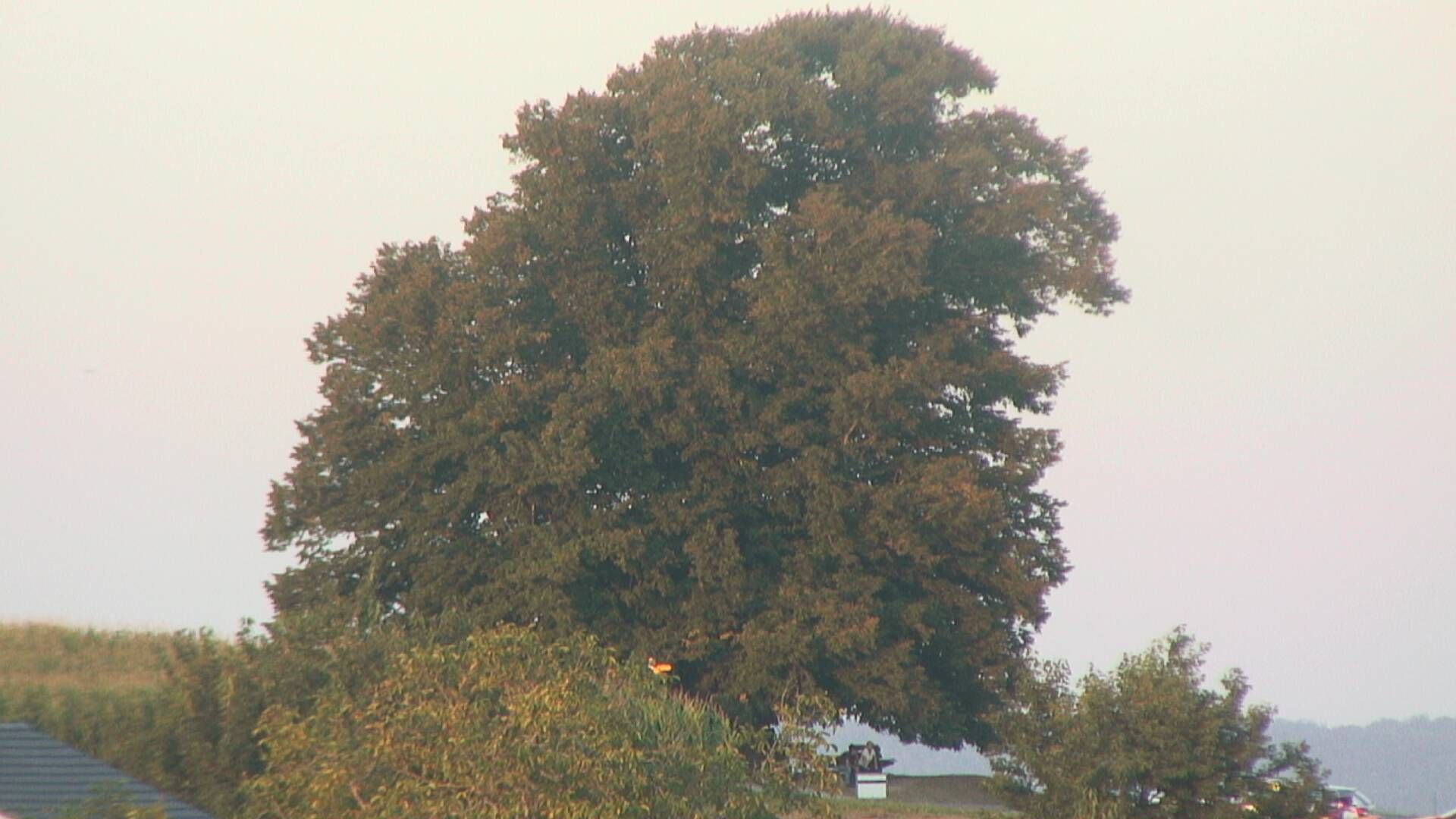 Büntacher: Linn - Die Linde von Linn (Linner Linde)