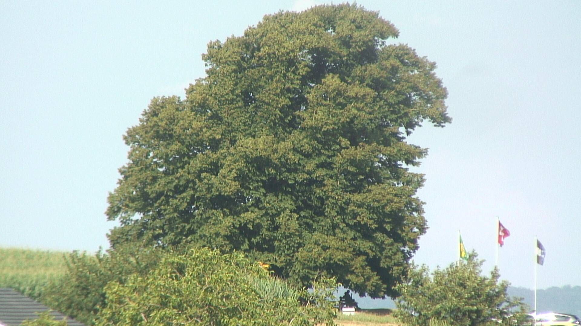 Büntacher: Linn - Die Linde von Linn (Linner Linde)