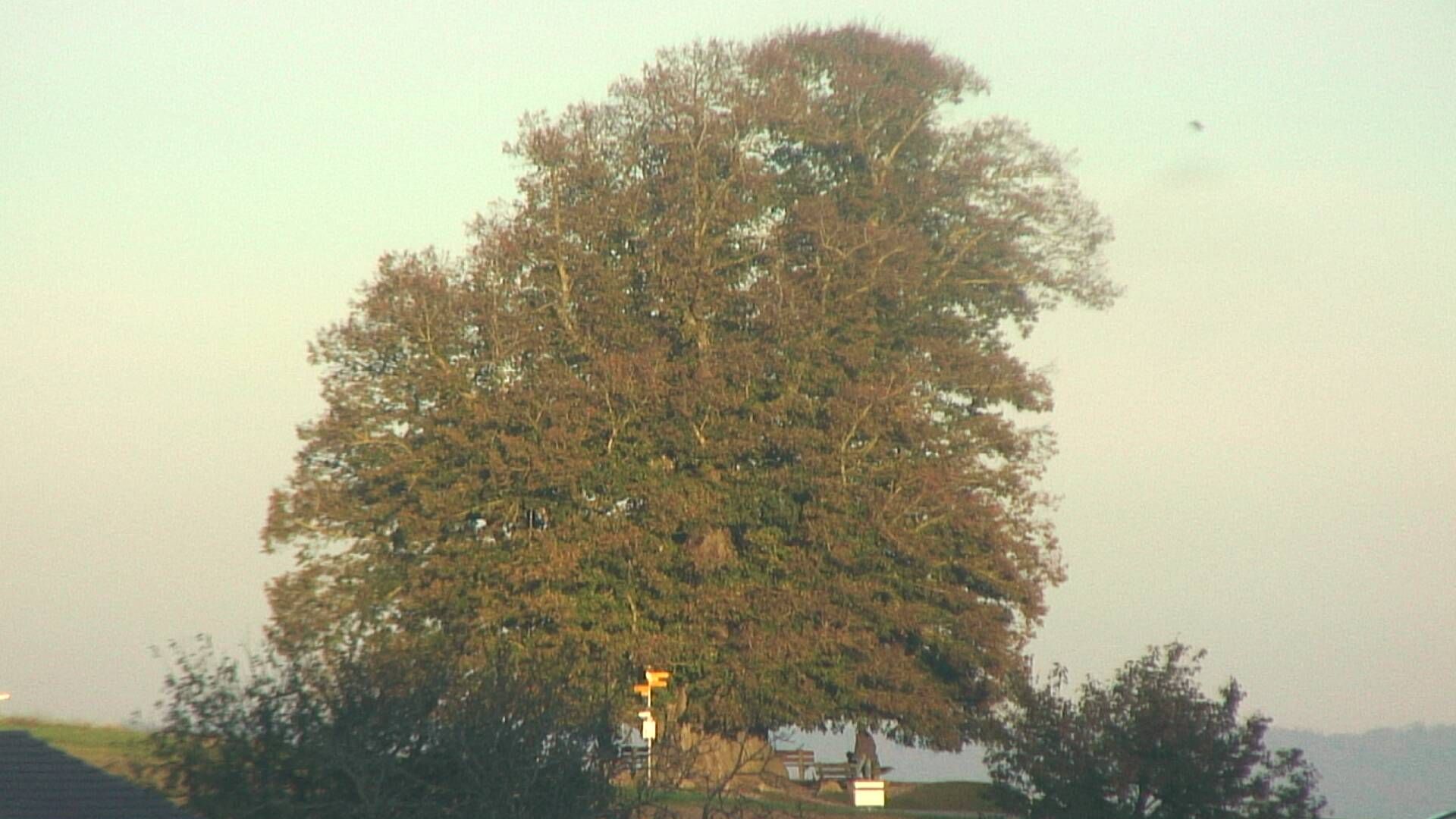 Büntacher: Linn - Die Linde von Linn (Linner Linde)