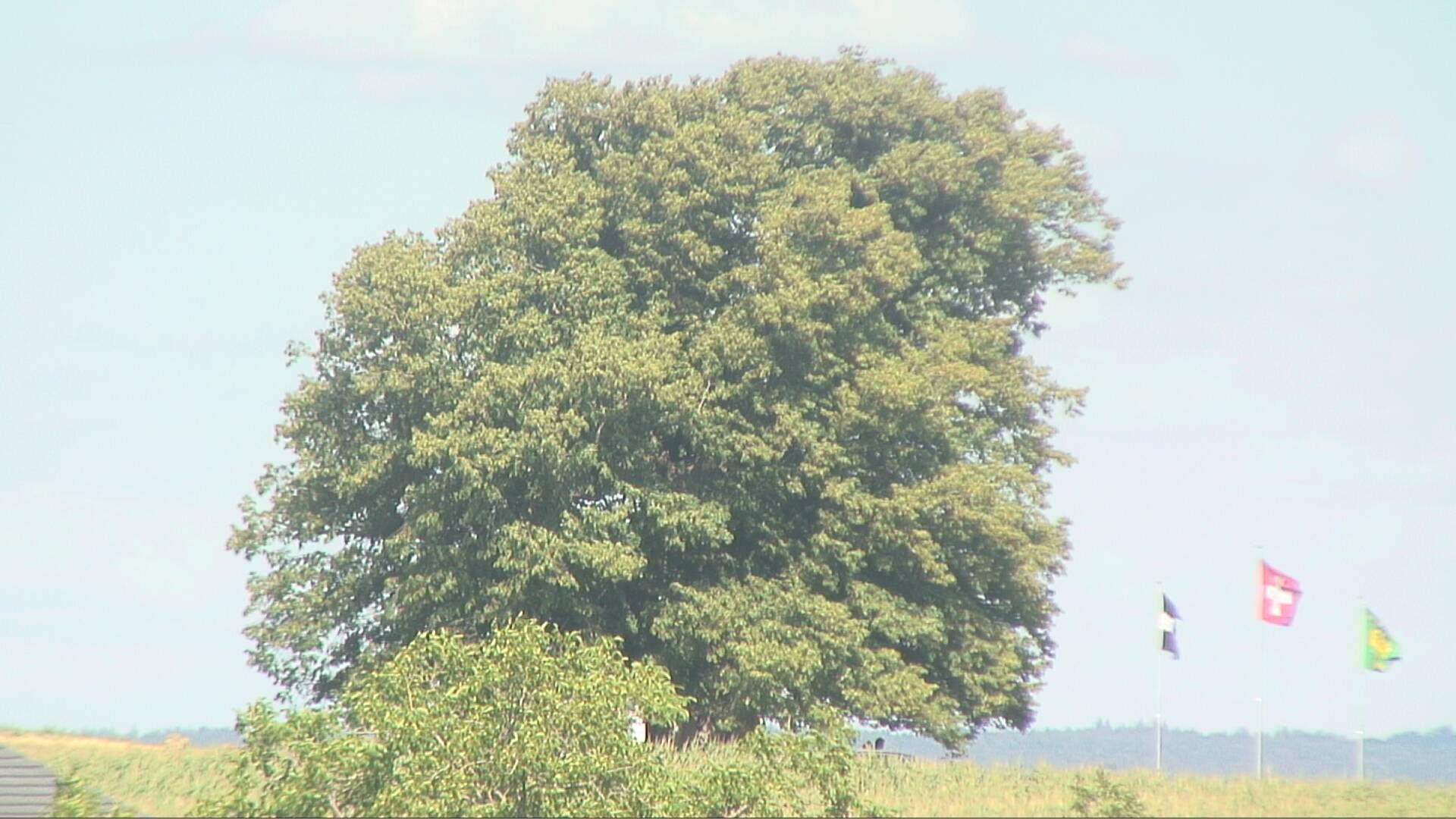 Bözberg: Büntacher › Nordosten: the Lime Tree at Linn